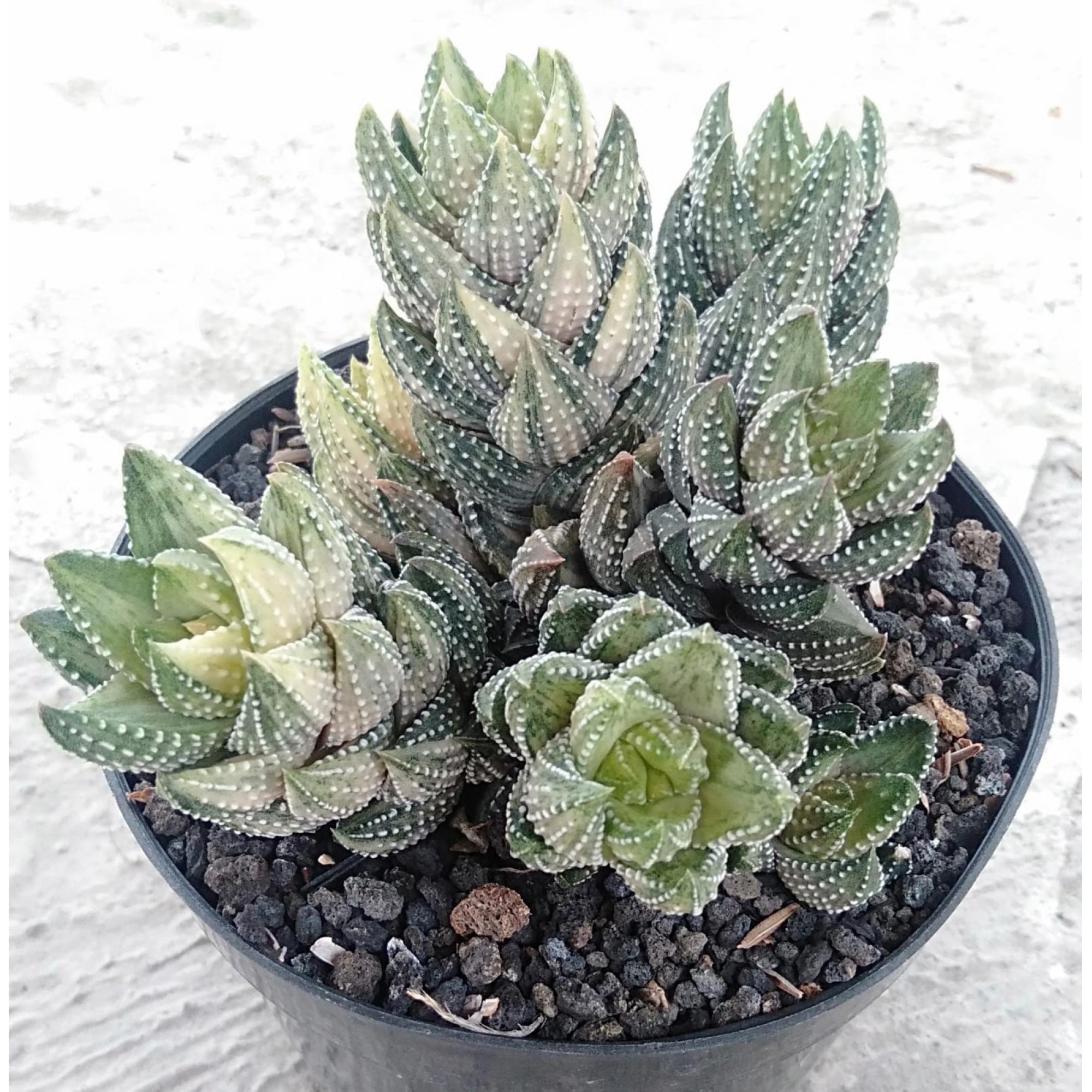 Haworthia Coarctata Variegated Cluster, real feature image plant. Picture taken directly from kaktus.id community Haworthia farmer green houses.