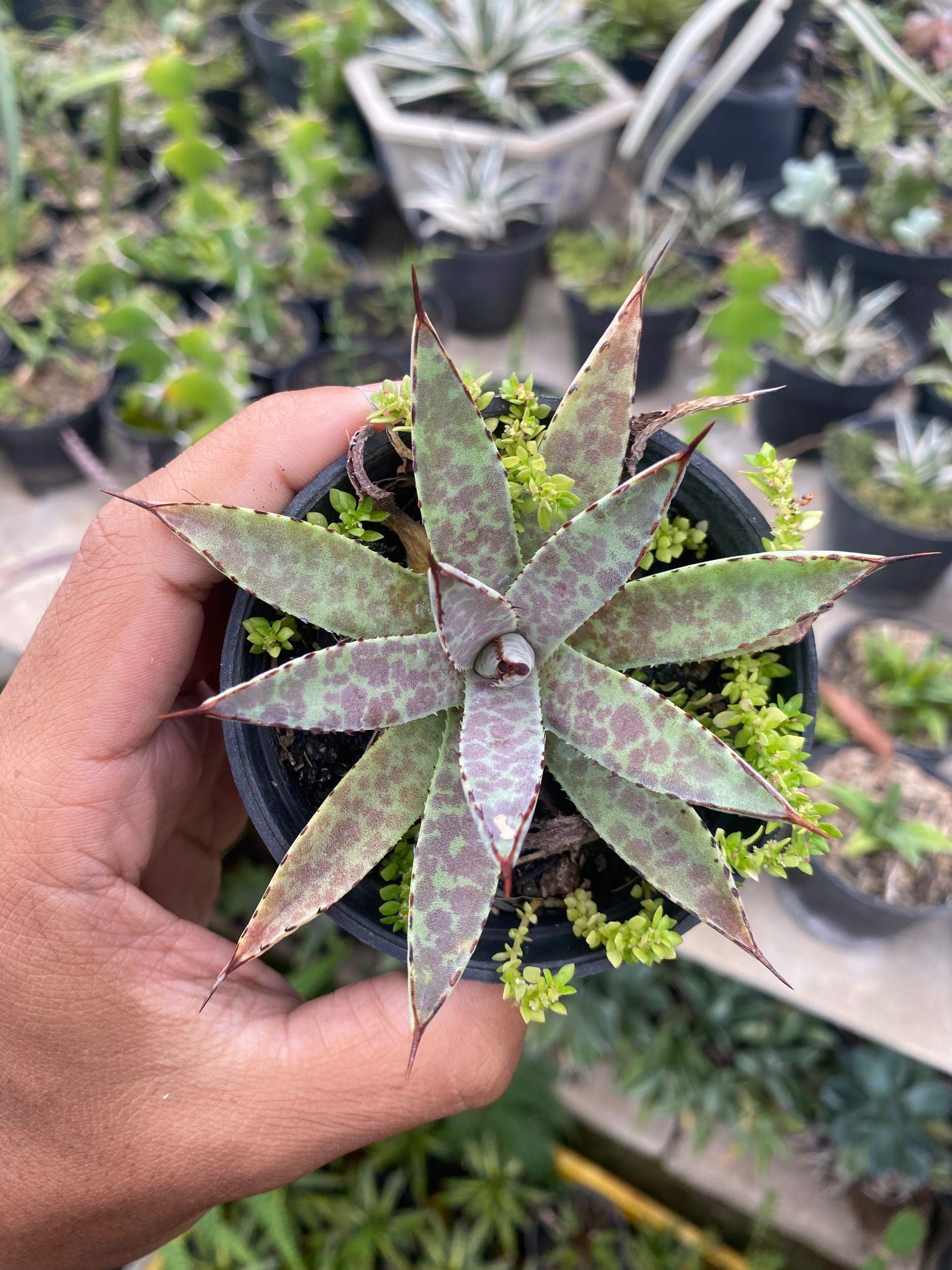 Mangave Bloodspot, real gallery image #1 plants. Picture taken directly from kaktus.id community Mangave farmer green houses.