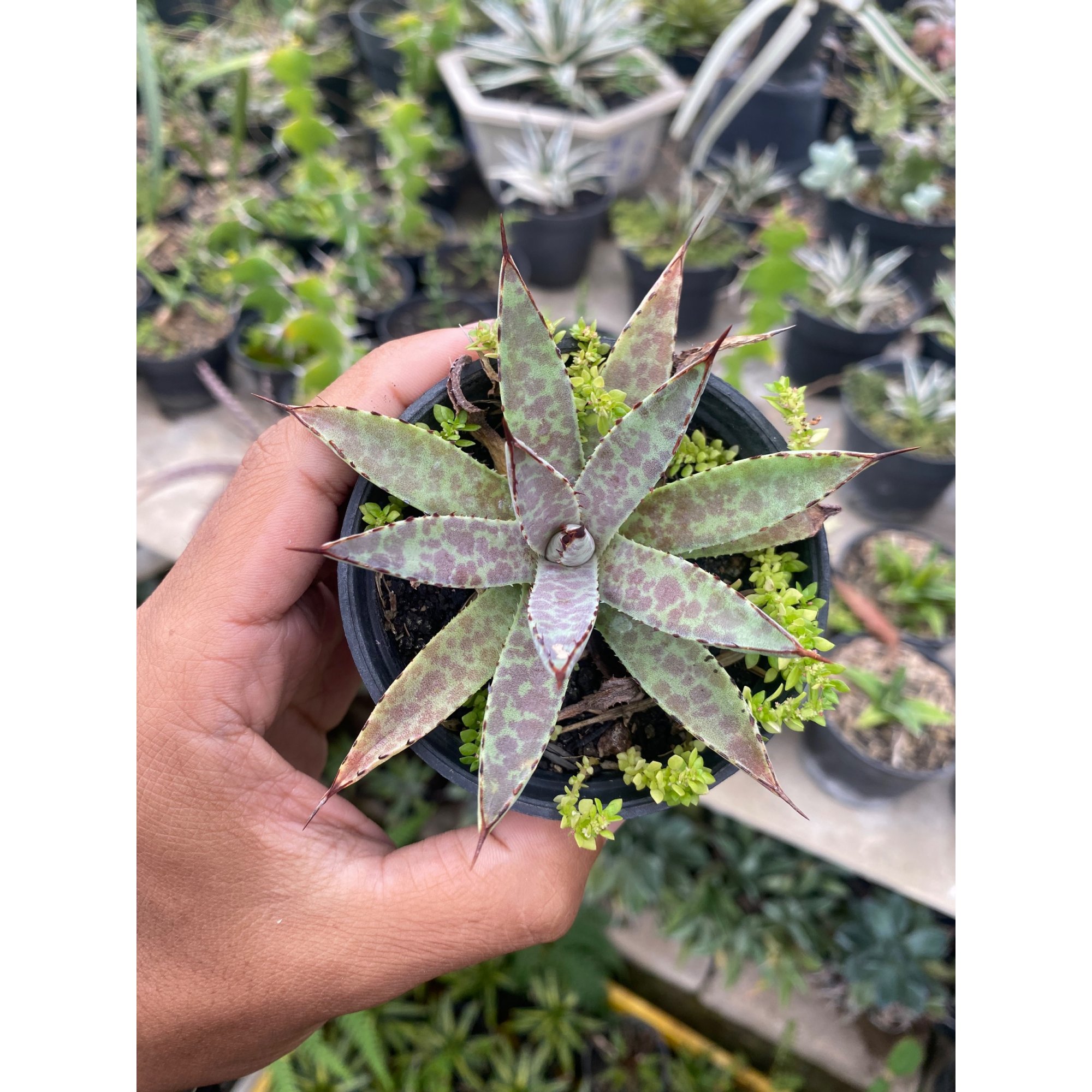 Mangave Bloodspot, real feature image plant. Picture taken directly from kaktus.id community Mangave farmer green houses.