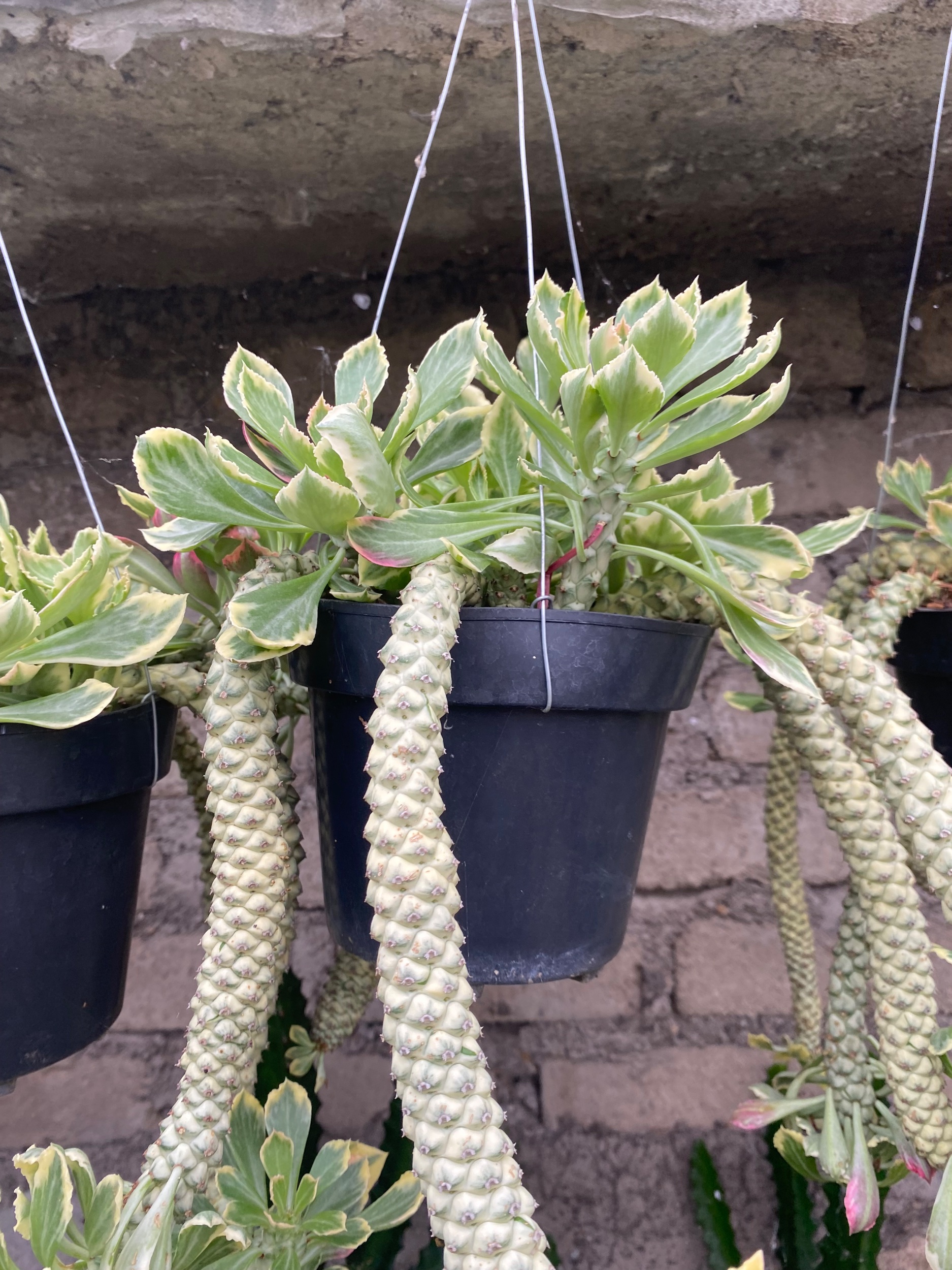 Monadenium Stapelioides White Variegated Cluster, real gallery image #1 plants. Picture taken directly from kaktus.id community Monadenium farmer green houses.
