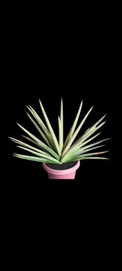 product-60305