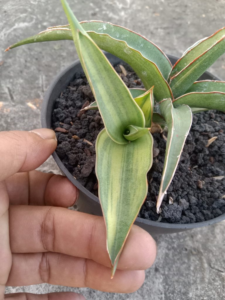 kaktus.id