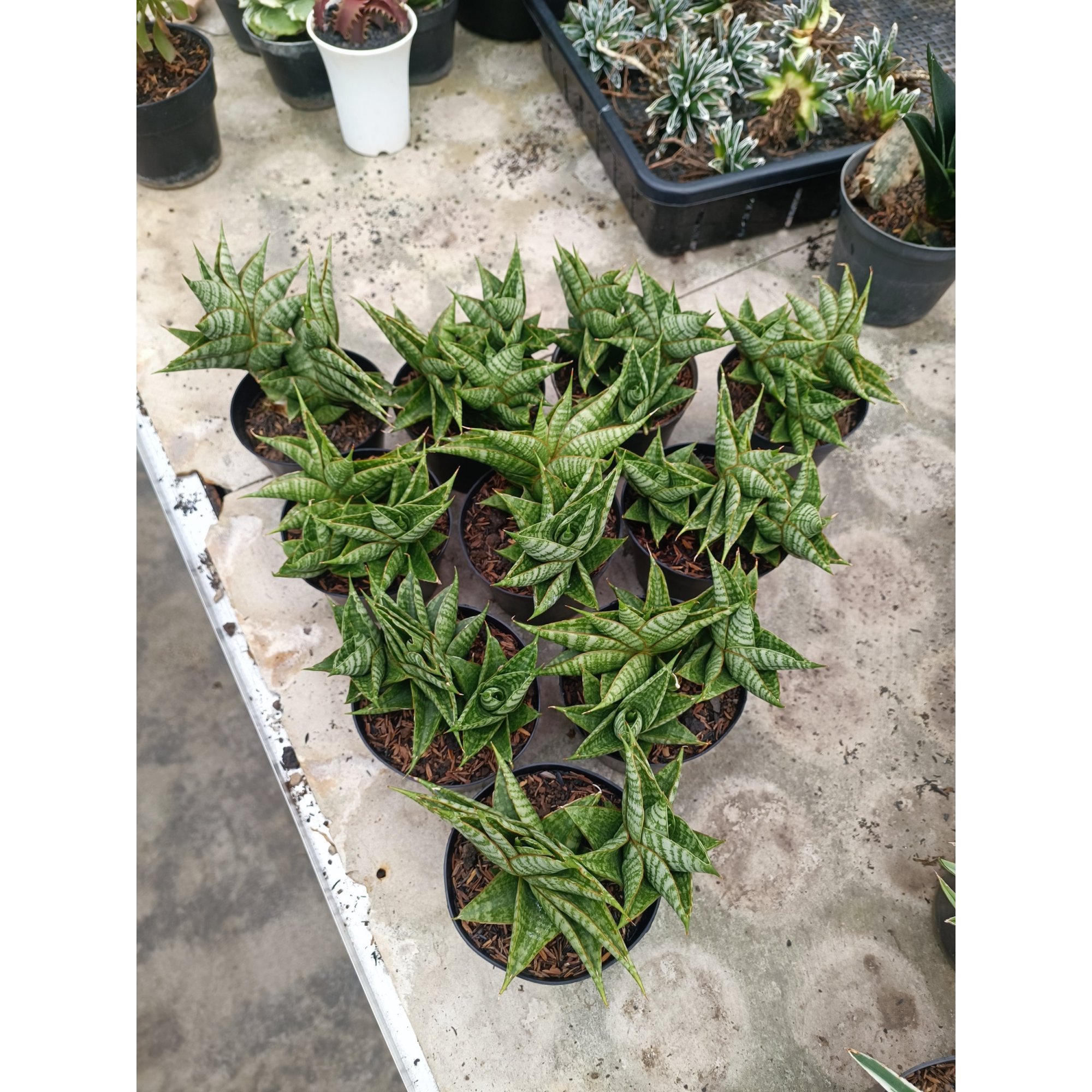 Sansevieria Sindoro Cluster, real feature image plant. Picture taken directly from kaktus.id community Sansevieria farmer green houses.