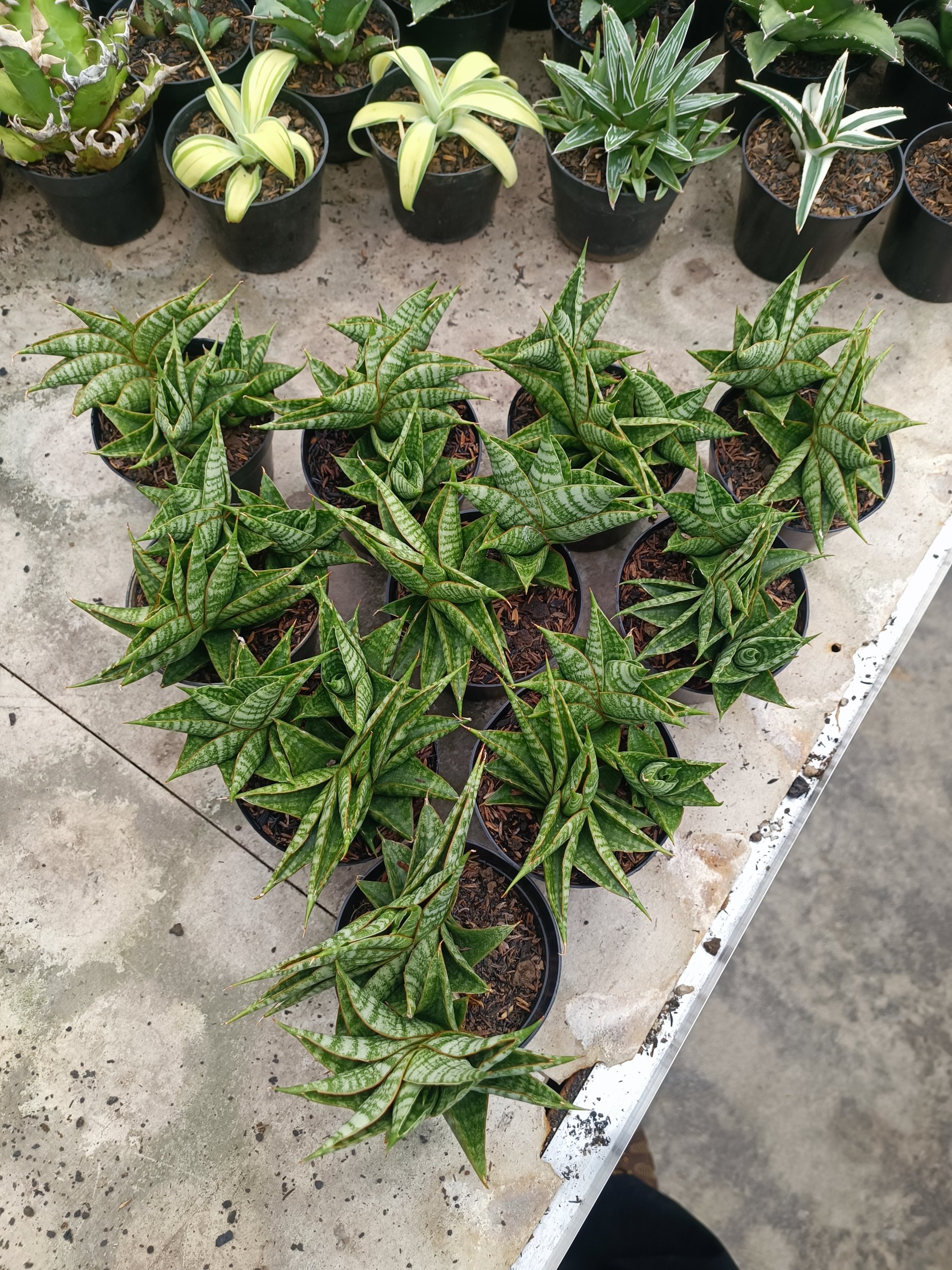 Sansevieria Sindoro Cluster, real gallery image #1 plants. Picture taken directly from kaktus.id community Sansevieria farmer green houses.