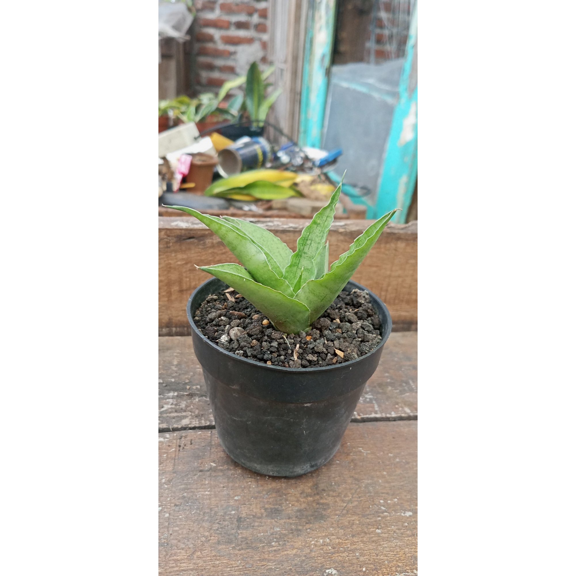 Sansevieria Aghata Mutation, real feature image plant. Picture taken directly from kaktus.id community Sansevieria farmer green houses.