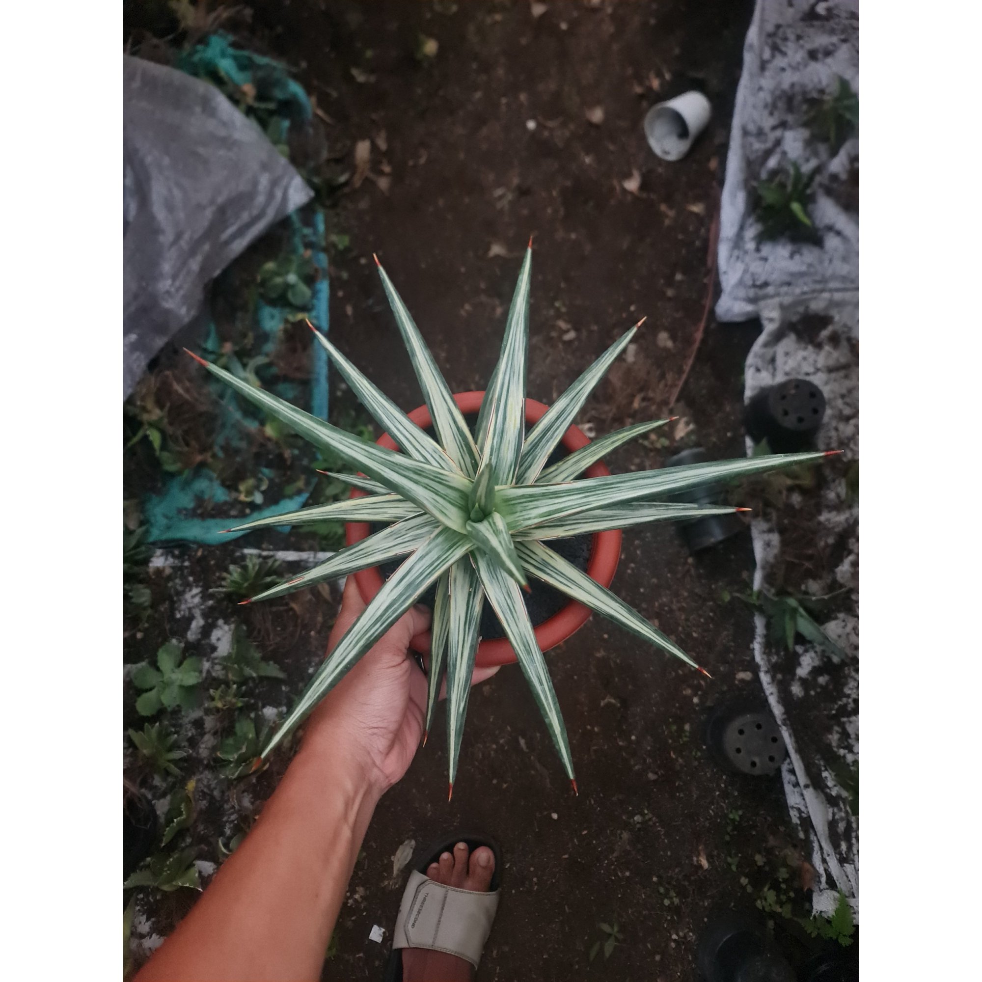 Sansevieria All Night Star 30cm Big, real feature image plant. Picture taken directly from kaktus.id community Sansevieria farmer green houses.