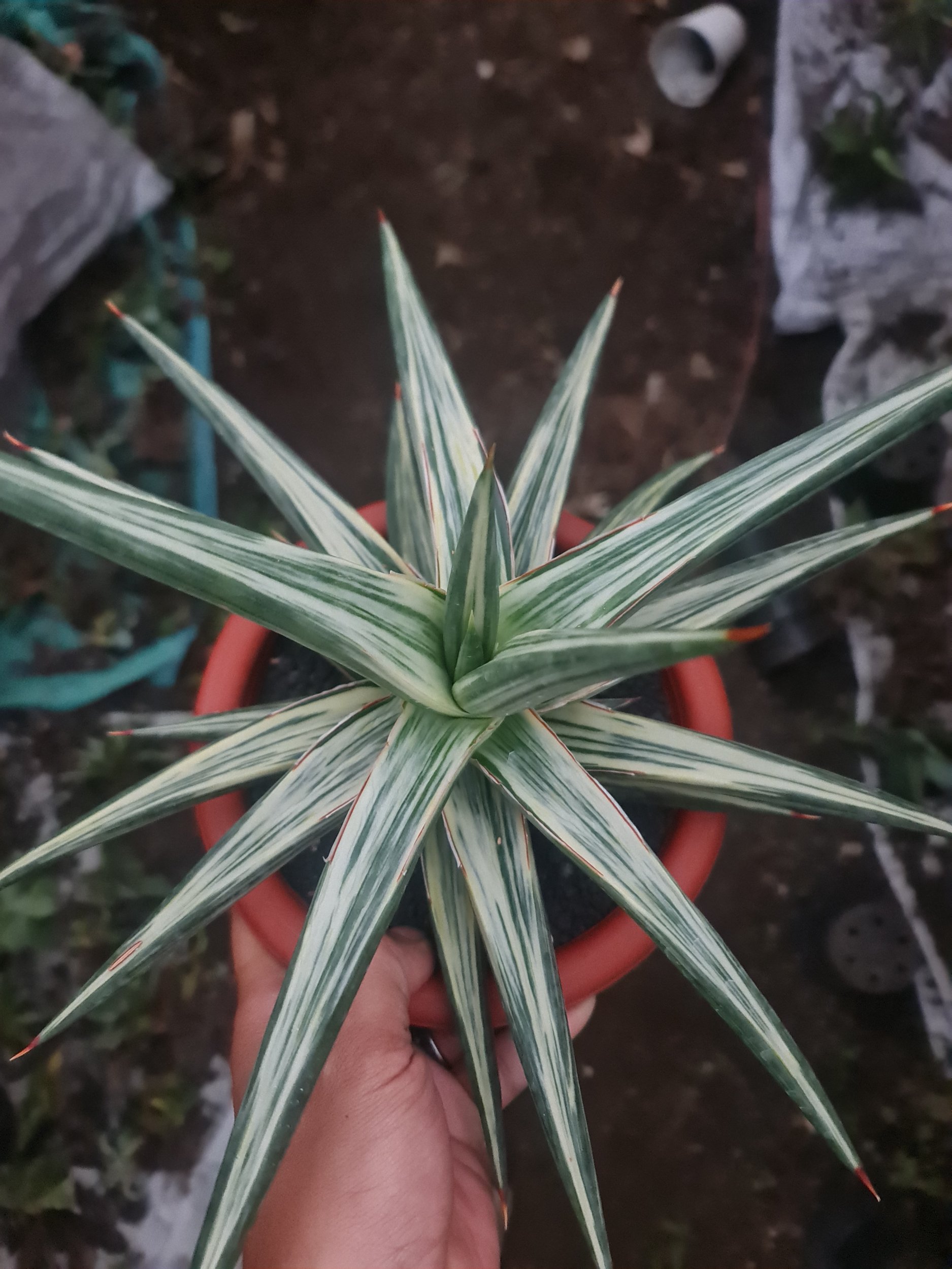 Sansevieria All Night Star 30cm Big, real gallery image #1 plants. Picture taken directly from kaktus.id community Sansevieria farmer green houses.