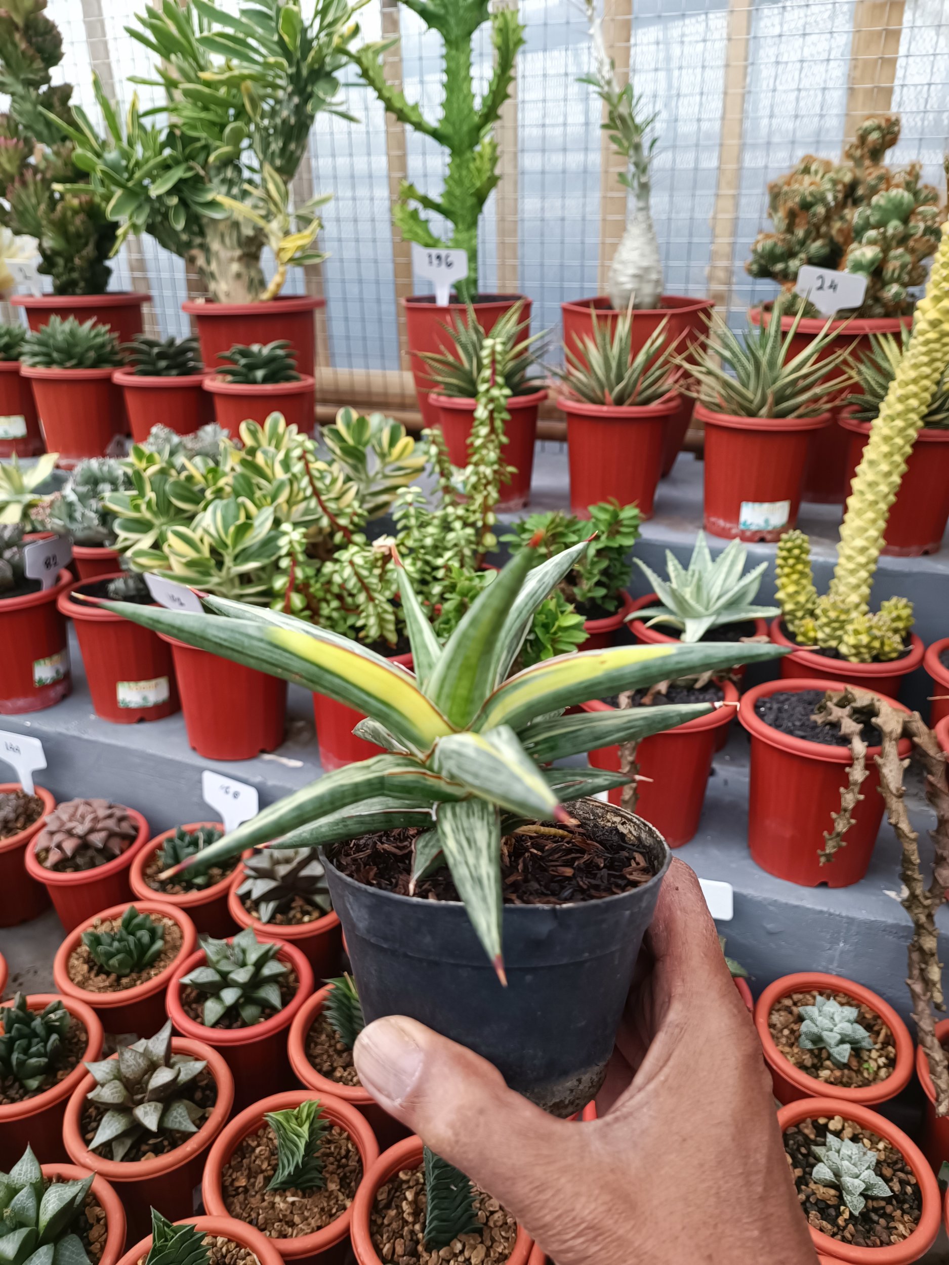 Sansevieria All Night Star Tricolour, real gallery image #1 plants. Picture taken directly from kaktus.id community Sansevieria farmer green houses.