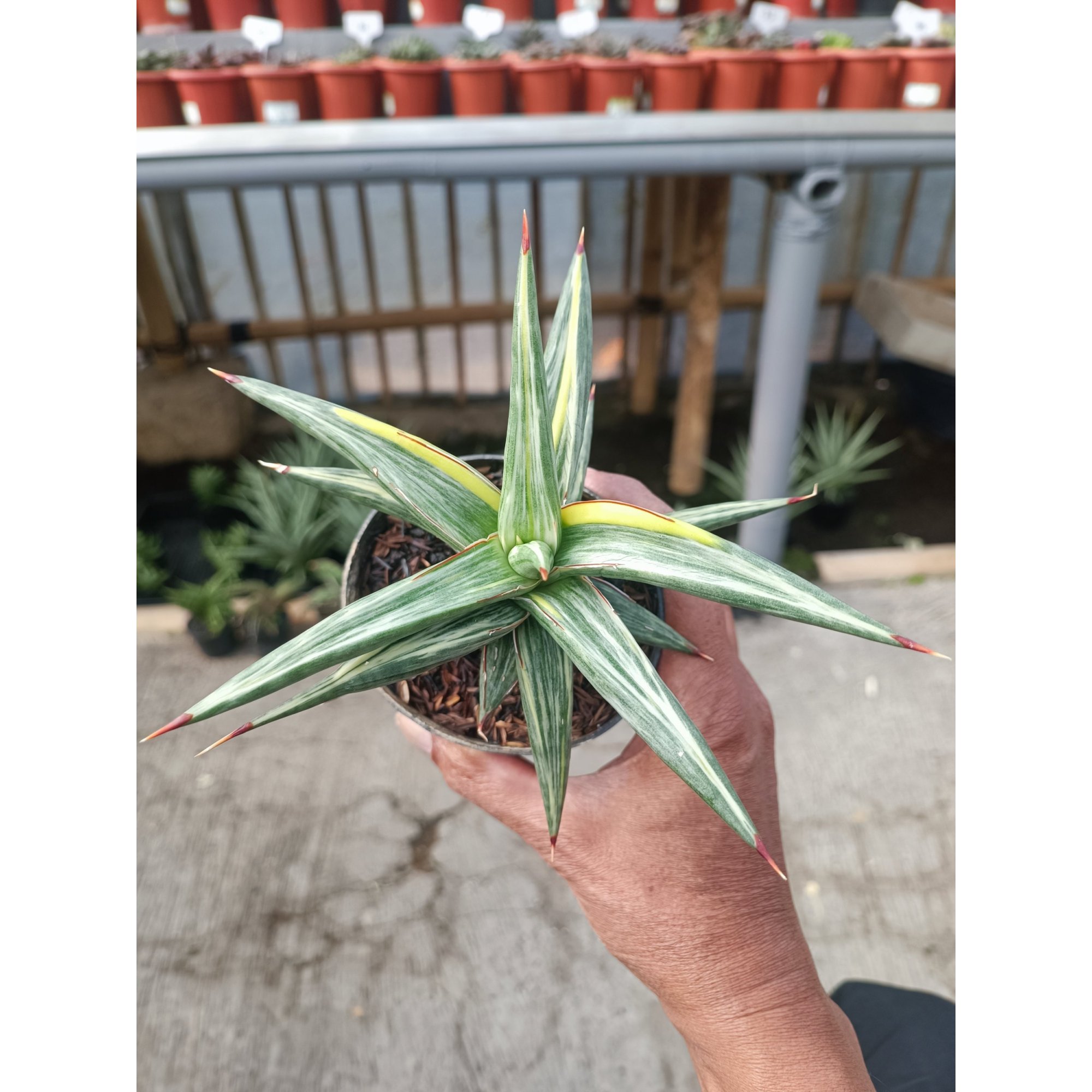 Sansevieria All Night Star Tricolour, real feature image plant. Picture taken directly from kaktus.id community Sansevieria farmer green houses.