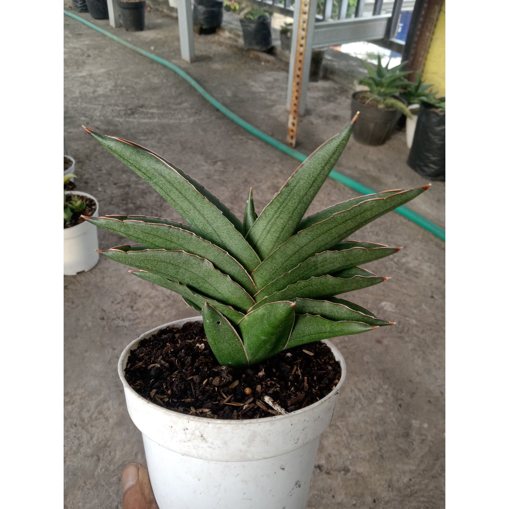Sansevieria Andaman size 15 cm, real feature image plant. Picture taken directly from kaktus.id community Sansevieria farmer green houses.