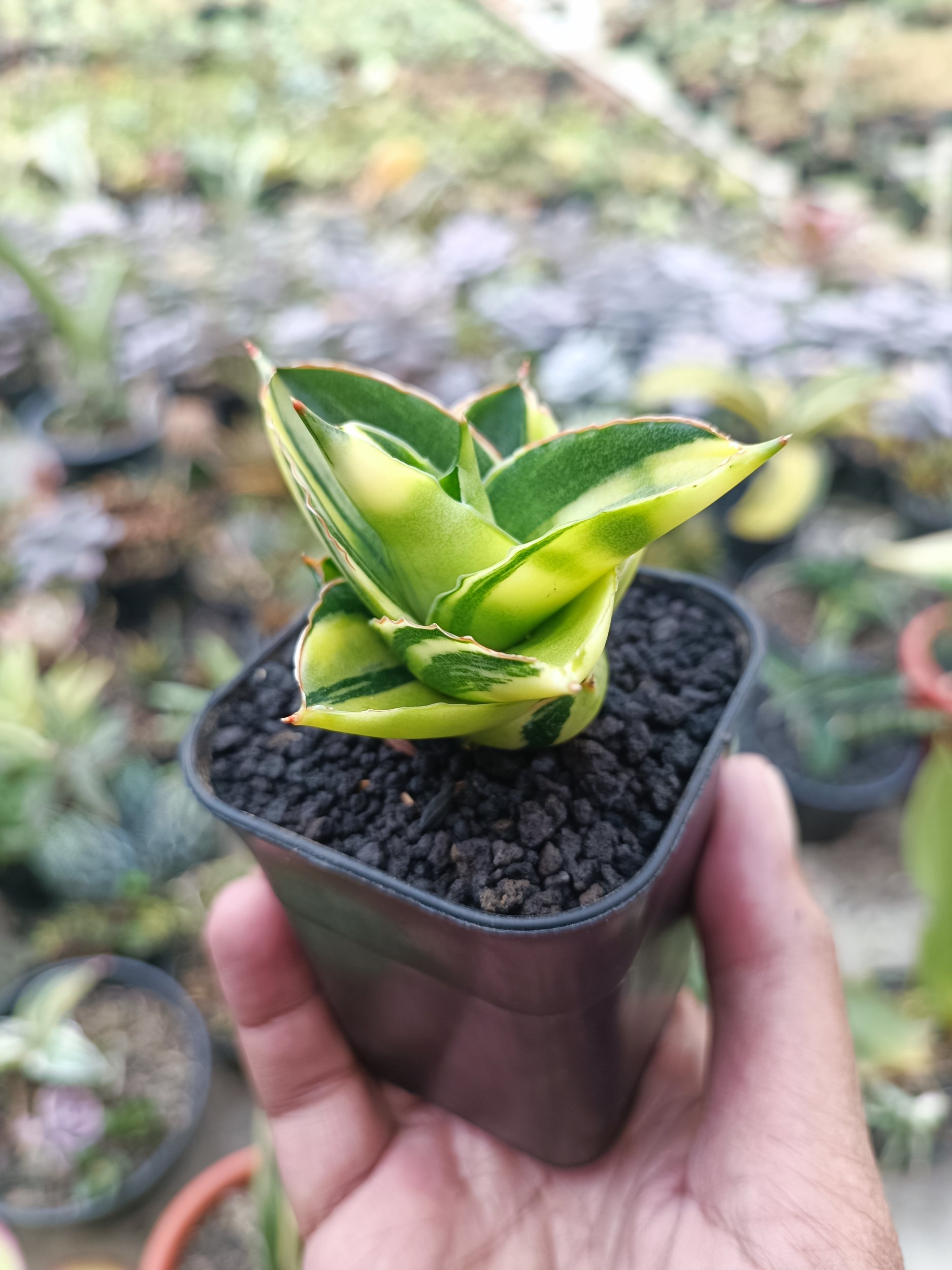 Sansevieria Andaman Variegated, real gallery image #1 plants. Picture taken directly from kaktus.id community Sansevieria farmer green houses.