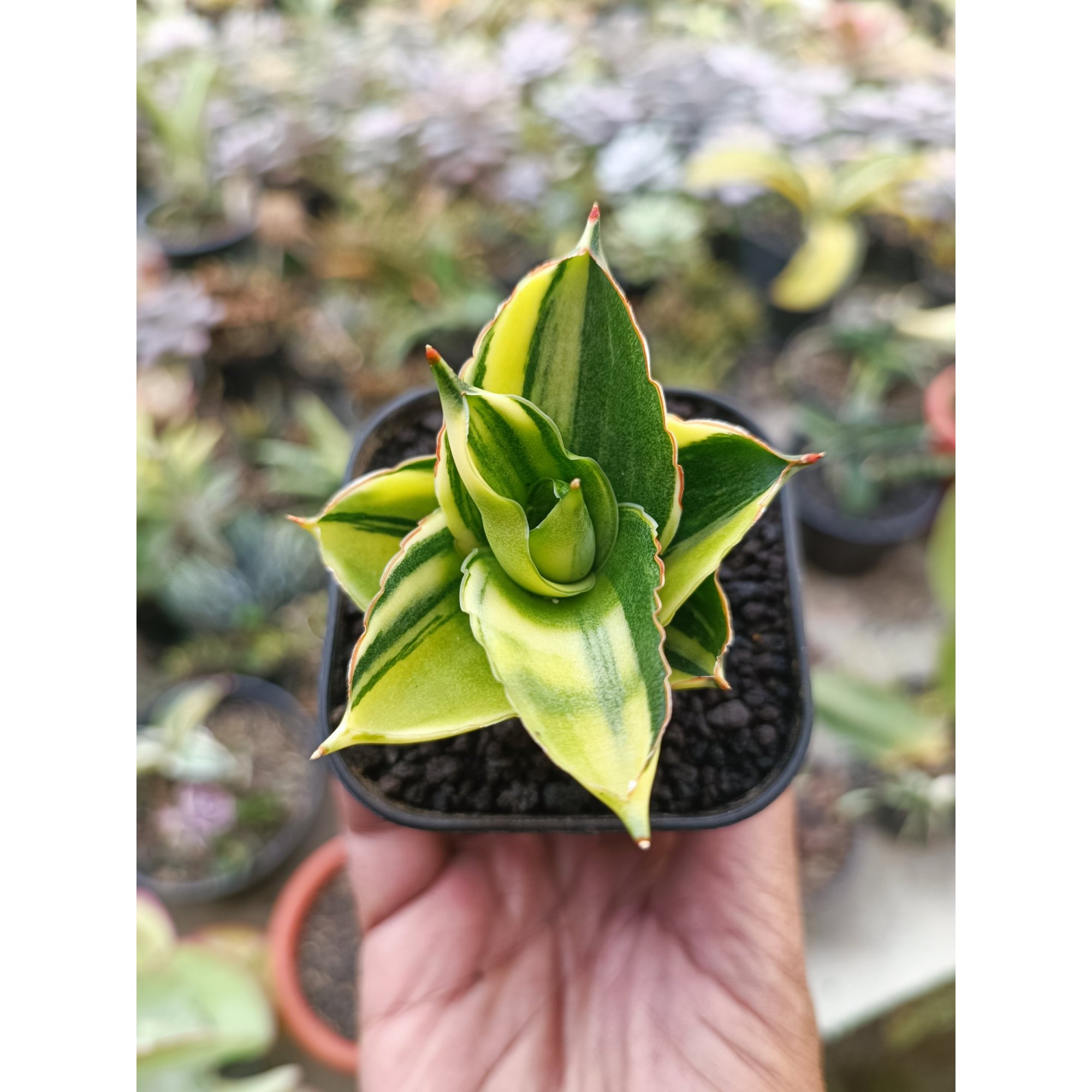 Sansevieria Andaman Variegated, real feature image plant. Picture taken directly from kaktus.id community Sansevieria farmer green houses.