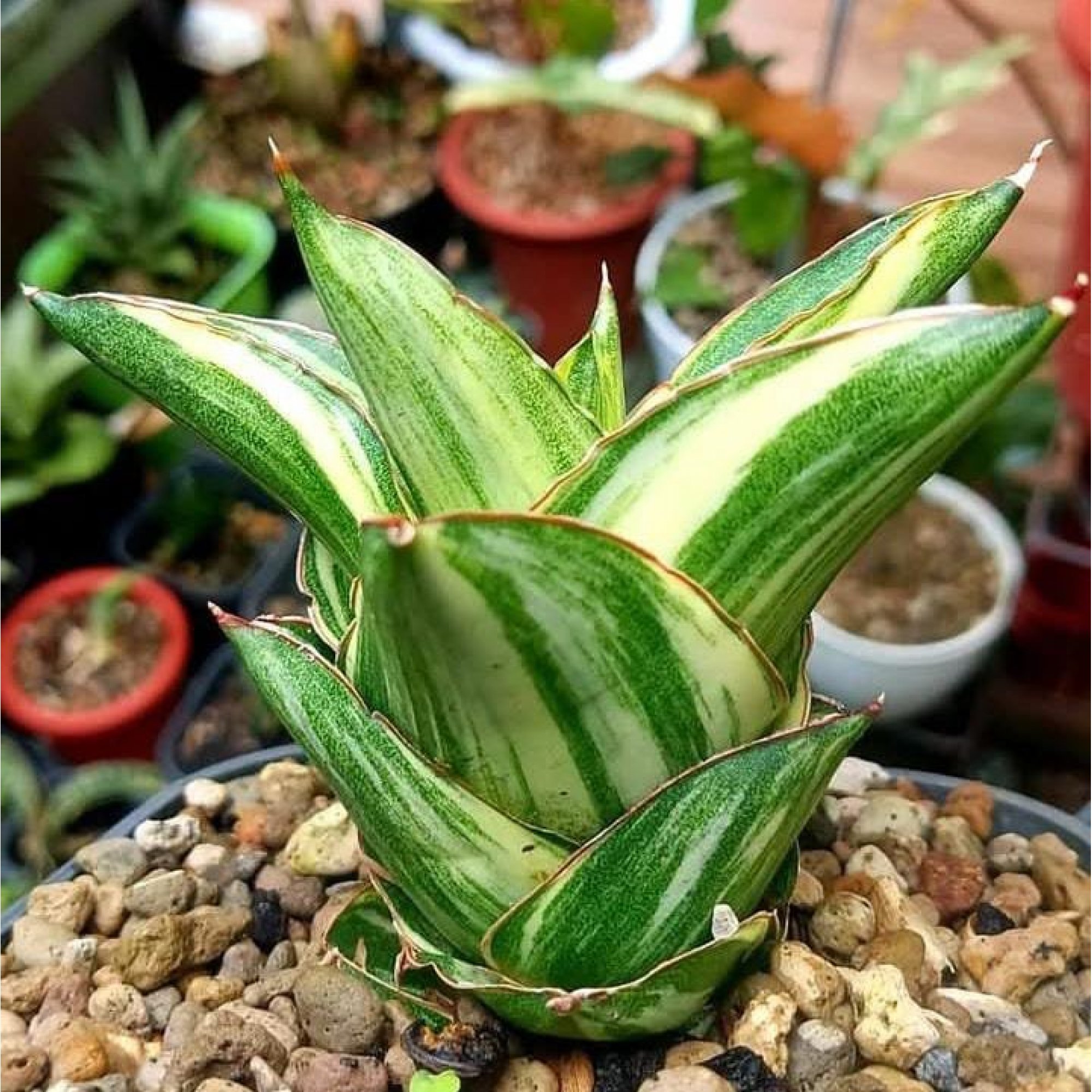 Sansevieria Andaman Variegated ( Good Quality ), real feature image plant. Picture taken directly from kaktus.id community Sansevieria farmer green houses.