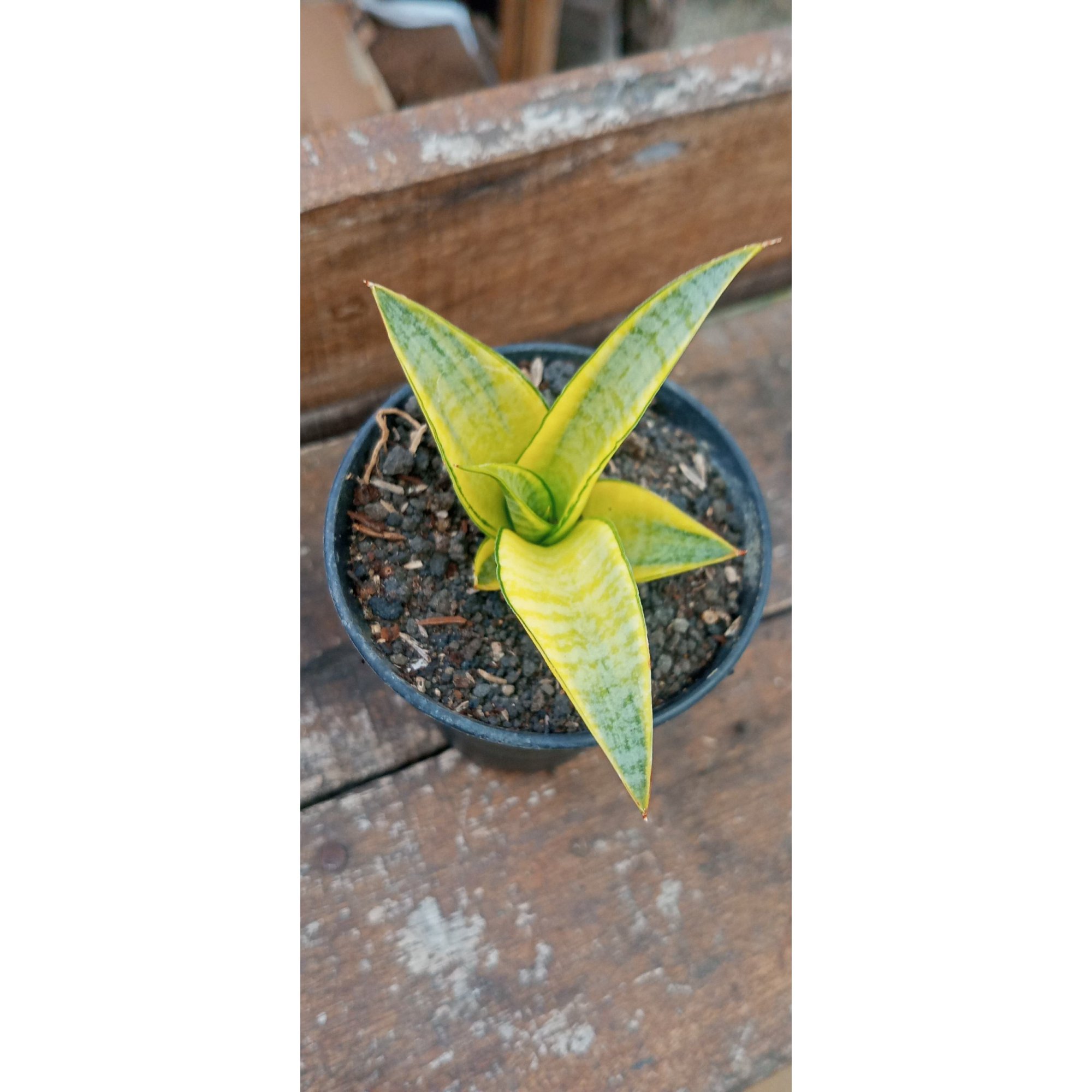 Sansevieria Anjali Variegated, real feature image plant. Picture taken directly from kaktus.id community Sansevieria farmer green houses.
