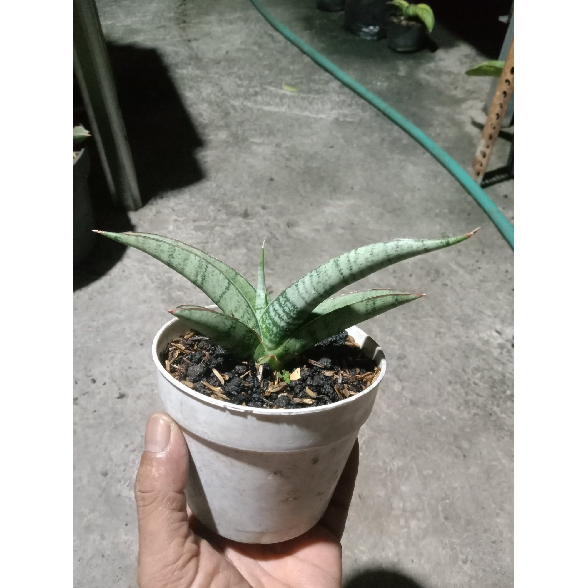 Sansevieria Anjani X Blue Ice size 12 cm, real feature image plant. Picture taken directly from kaktus.id community Sansevieria farmer green houses.