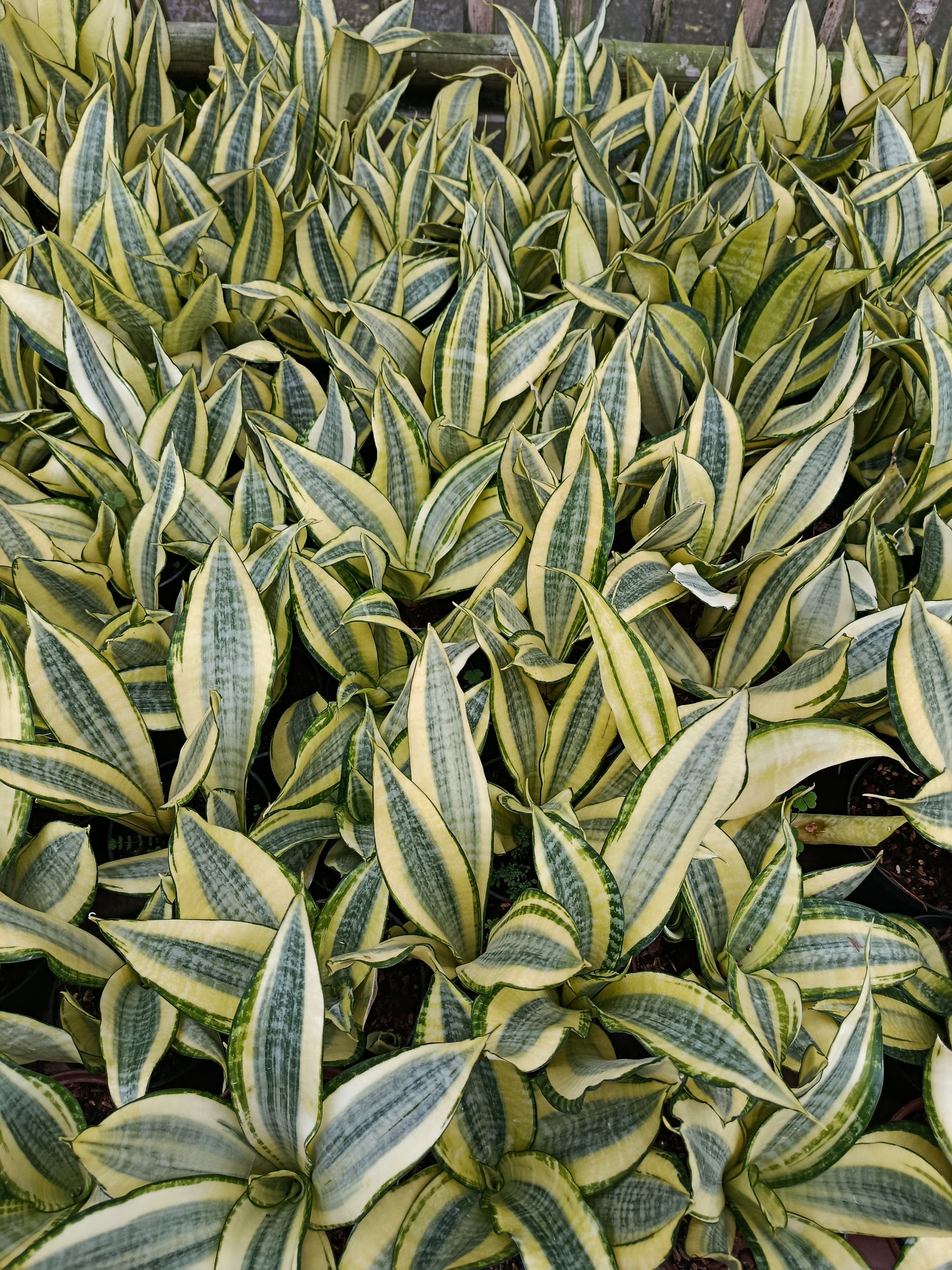 Sansevieria Asahi size 25 cm, real gallery image #1 plants. Picture taken directly from kaktus.id community Sansevieria farmer green houses.