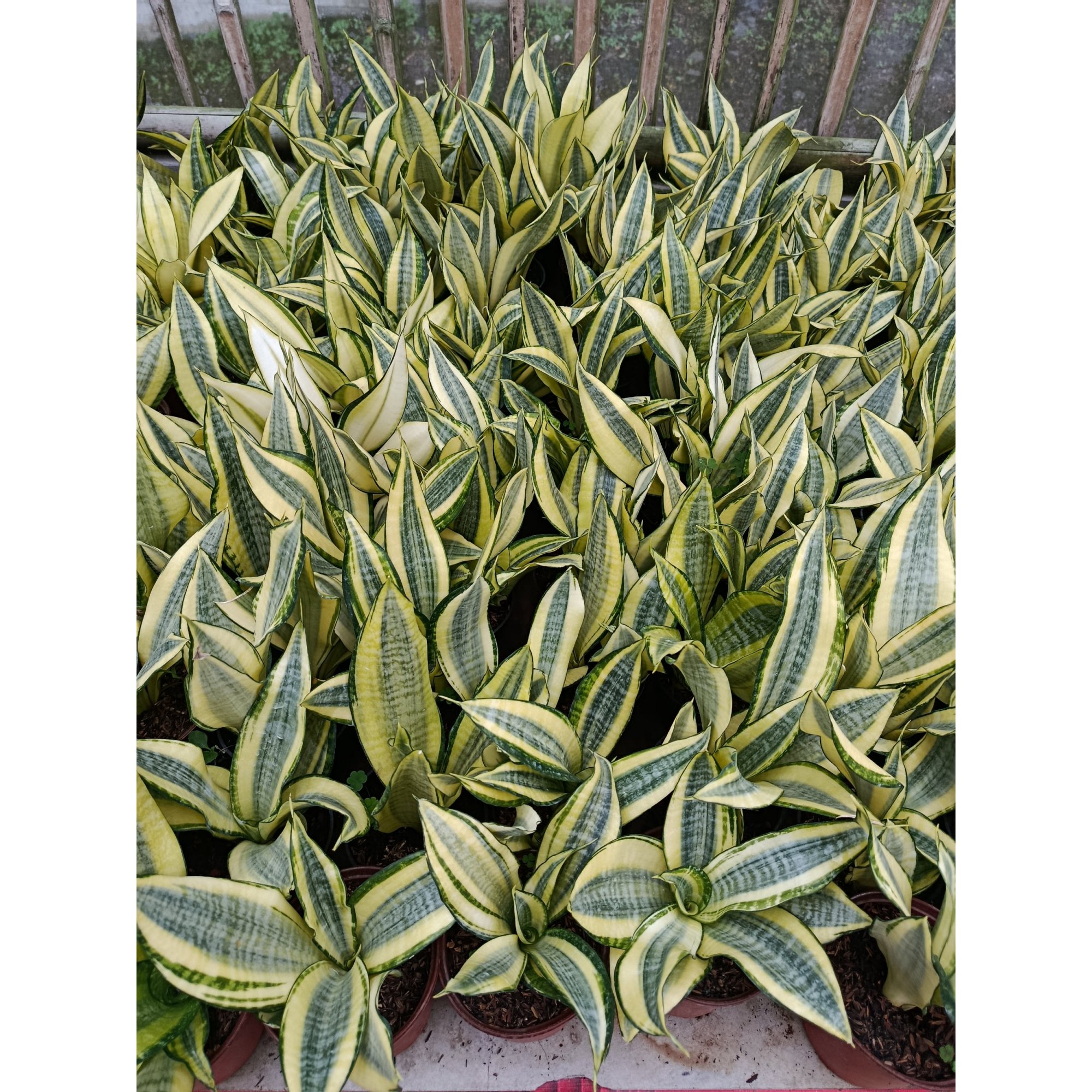 Sansevieria Asahi size 25 cm, real feature image plant. Picture taken directly from kaktus.id community Sansevieria farmer green houses.