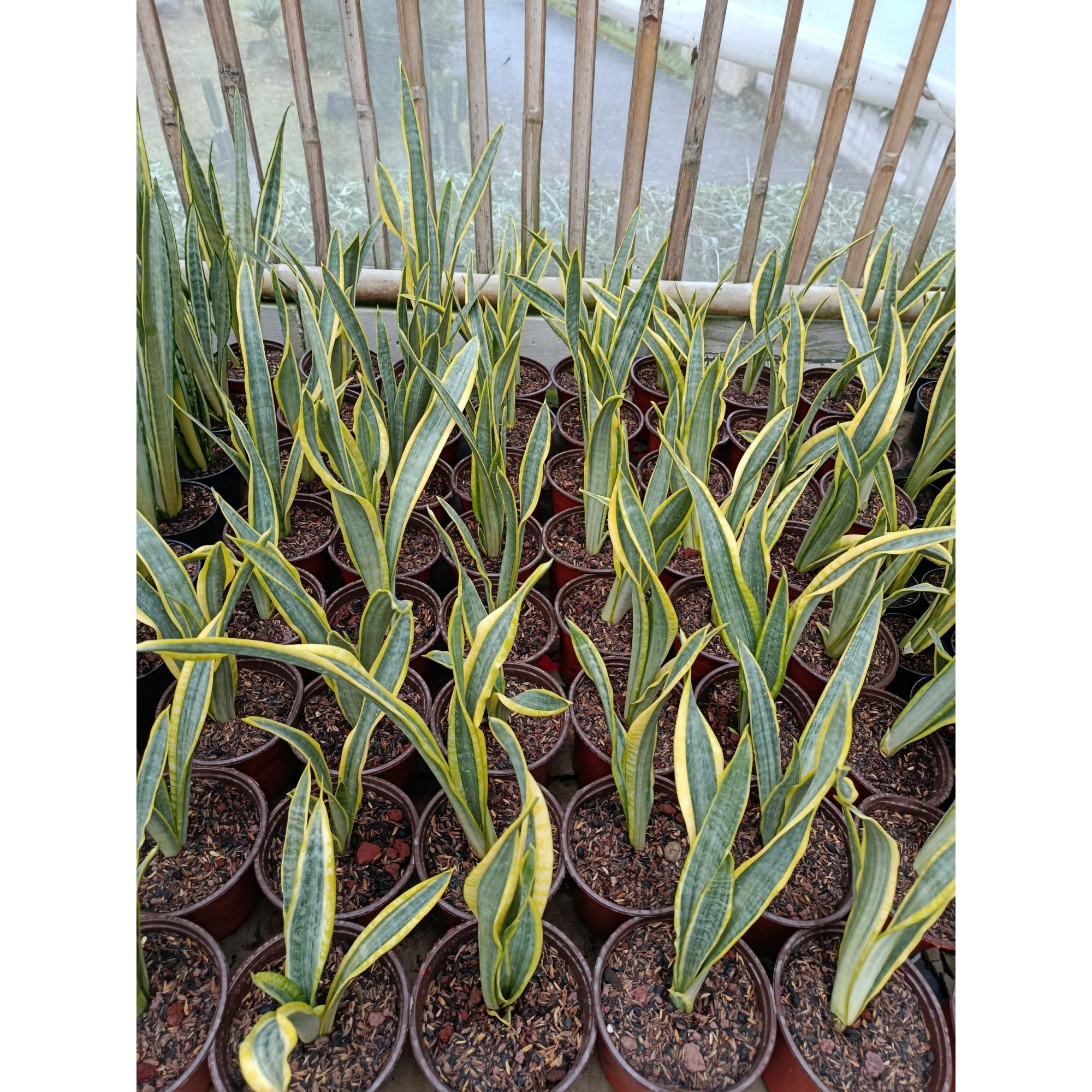 Sansevieria Assalam size 30 cm, real feature image plant. Picture taken directly from kaktus.id community Sansevieria farmer green houses.