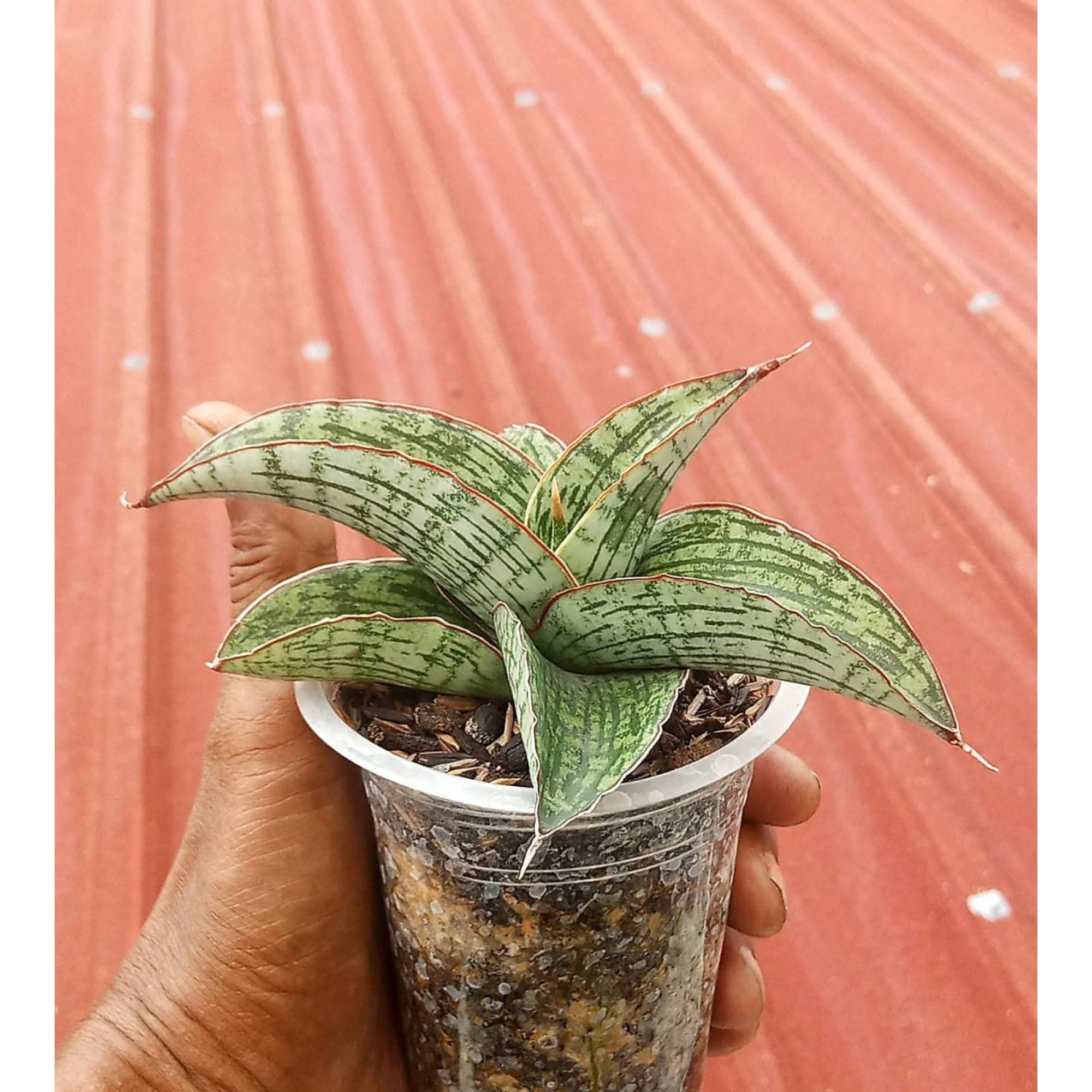Sansevieria Assurra, real feature image plant. Picture taken directly from kaktus.id community Sansevieria farmer green houses.