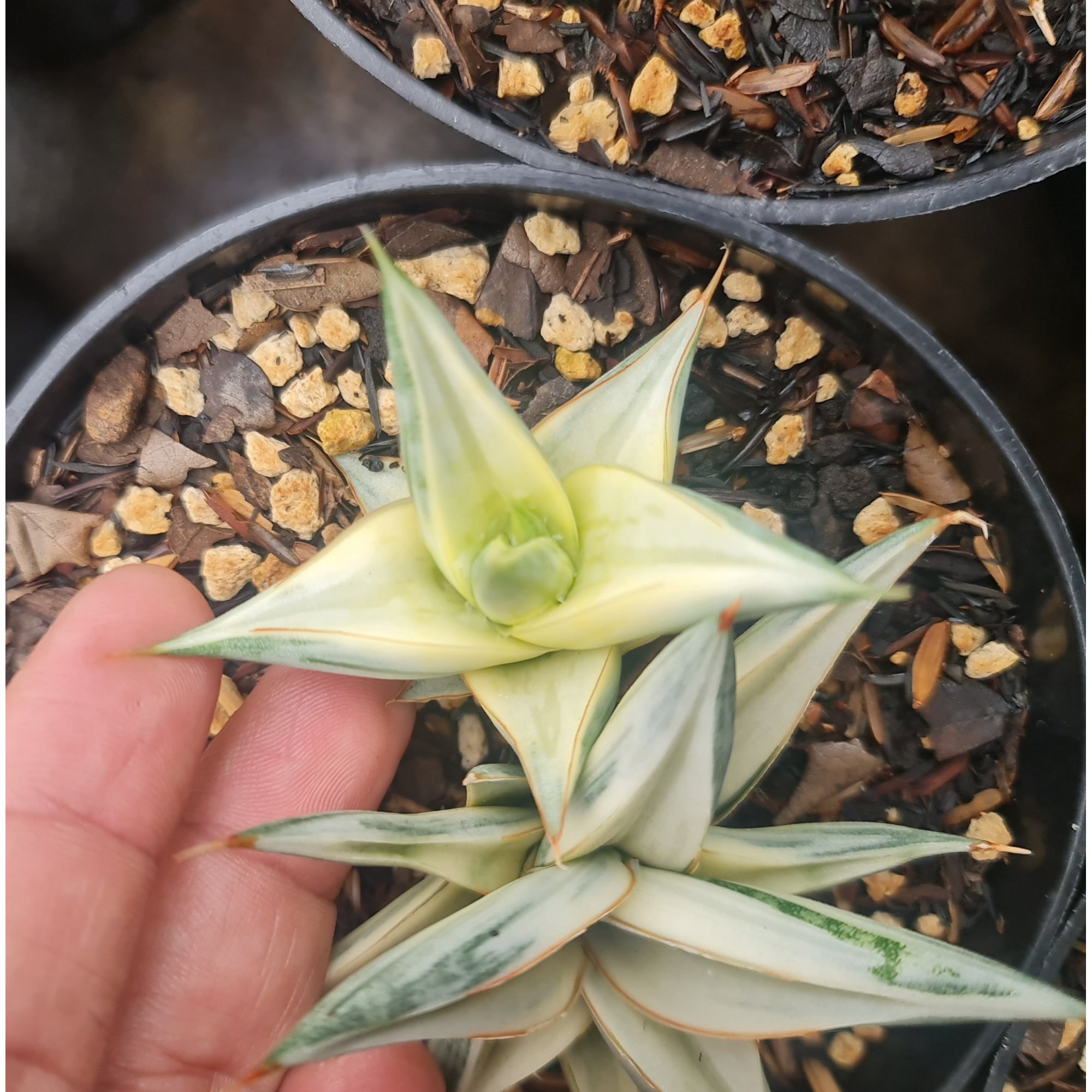 Sansevieria Ballyi Star White, real feature image plant. Picture taken directly from kaktus.id community Sansevieria farmer green houses.