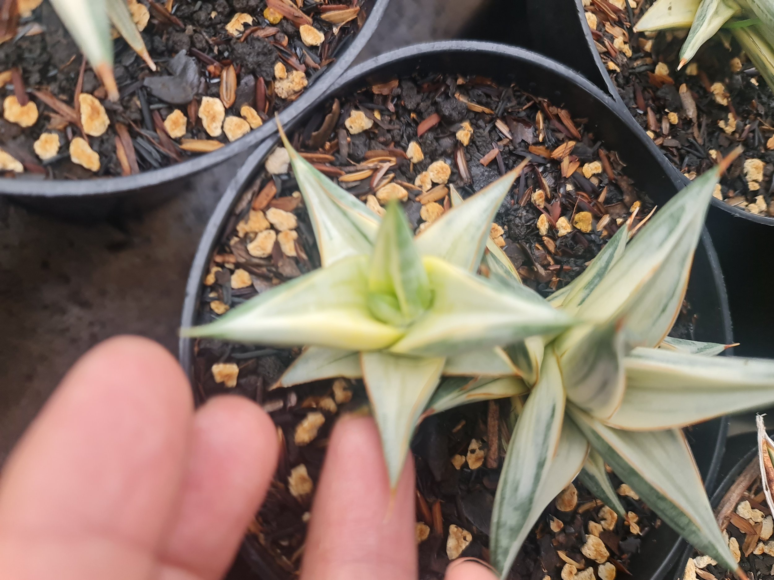 Sansevieria Ballyi Star White, real gallery image #1 plants. Picture taken directly from kaktus.id community Sansevieria farmer green houses.
