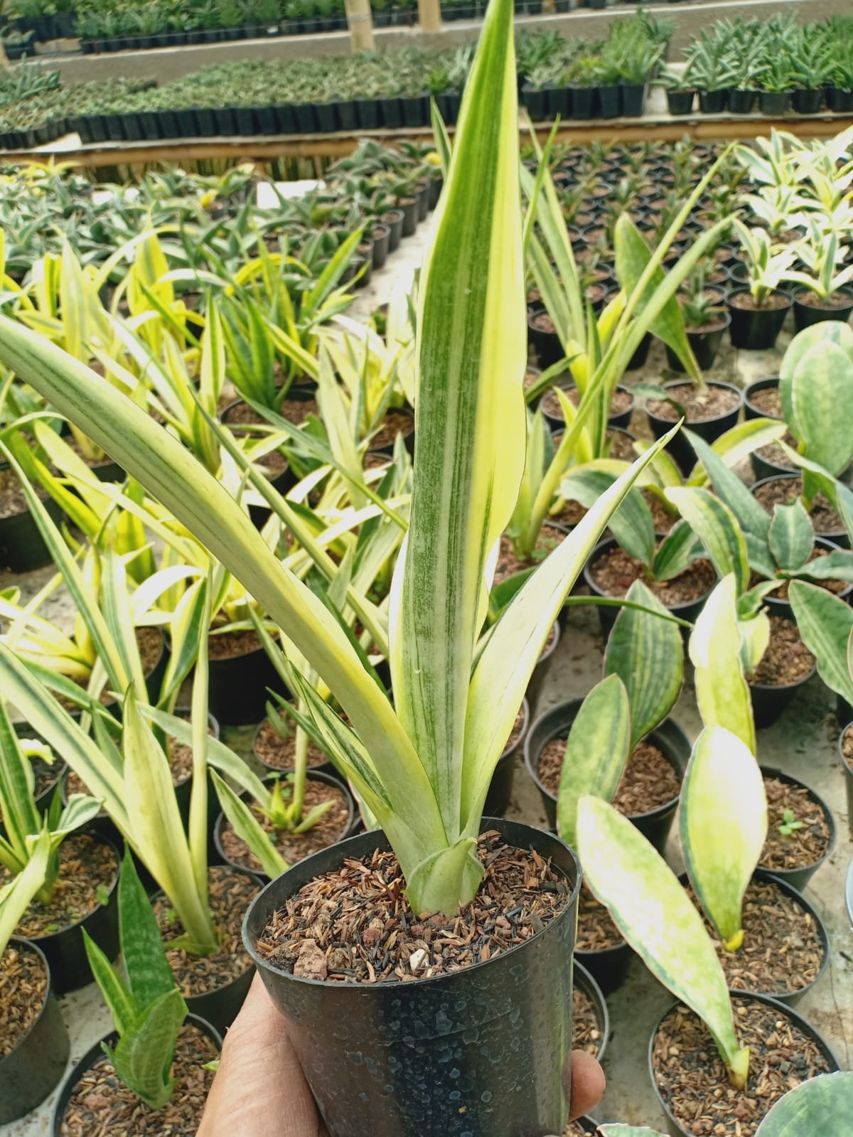 Sansevieria Beauty Sensation Variegated, real gallery image #1 plants. Picture taken directly from kaktus.id community Sansevieria farmer green houses.