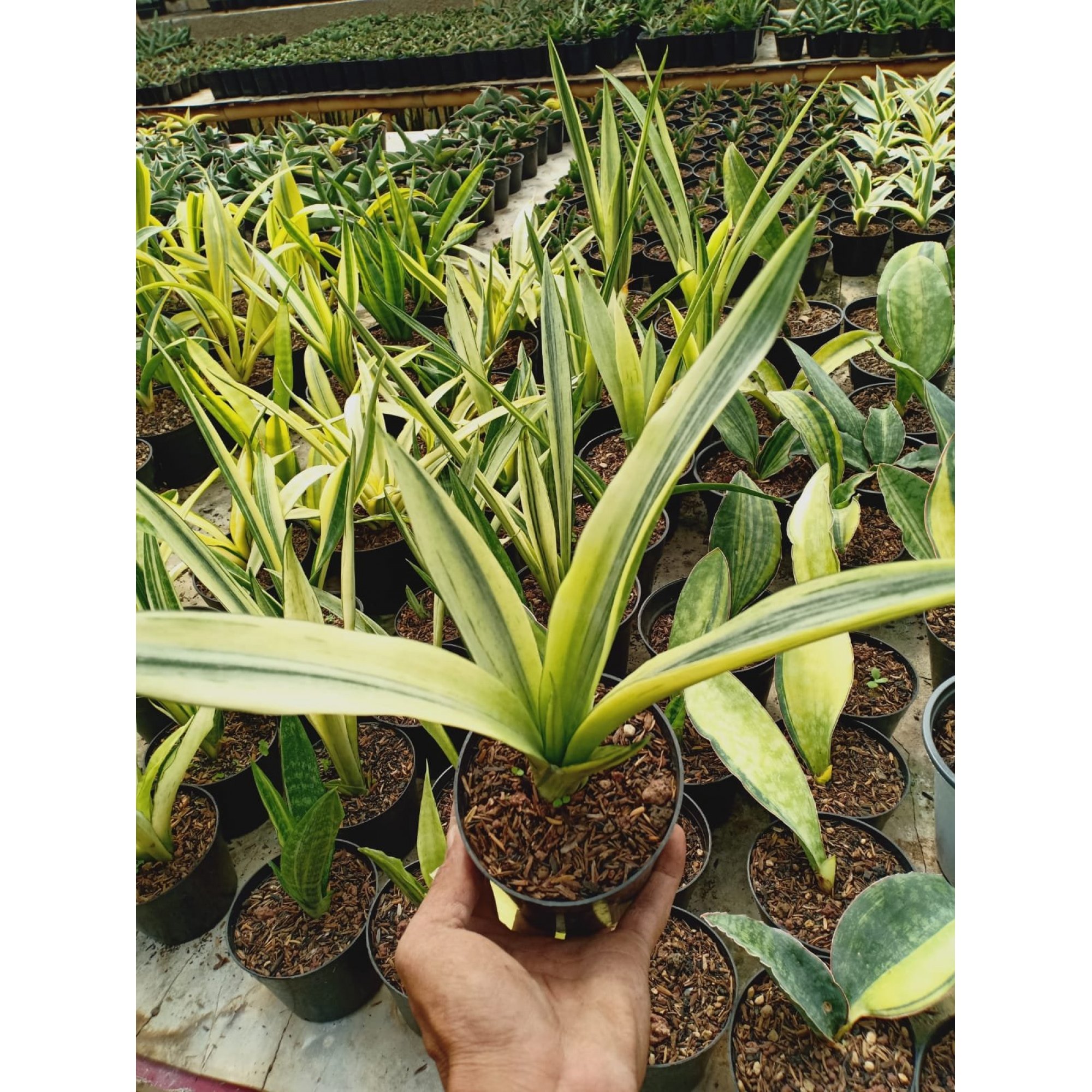 Sansevieria Beauty Sensation Variegated, real feature image plant. Picture taken directly from kaktus.id community Sansevieria farmer green houses.