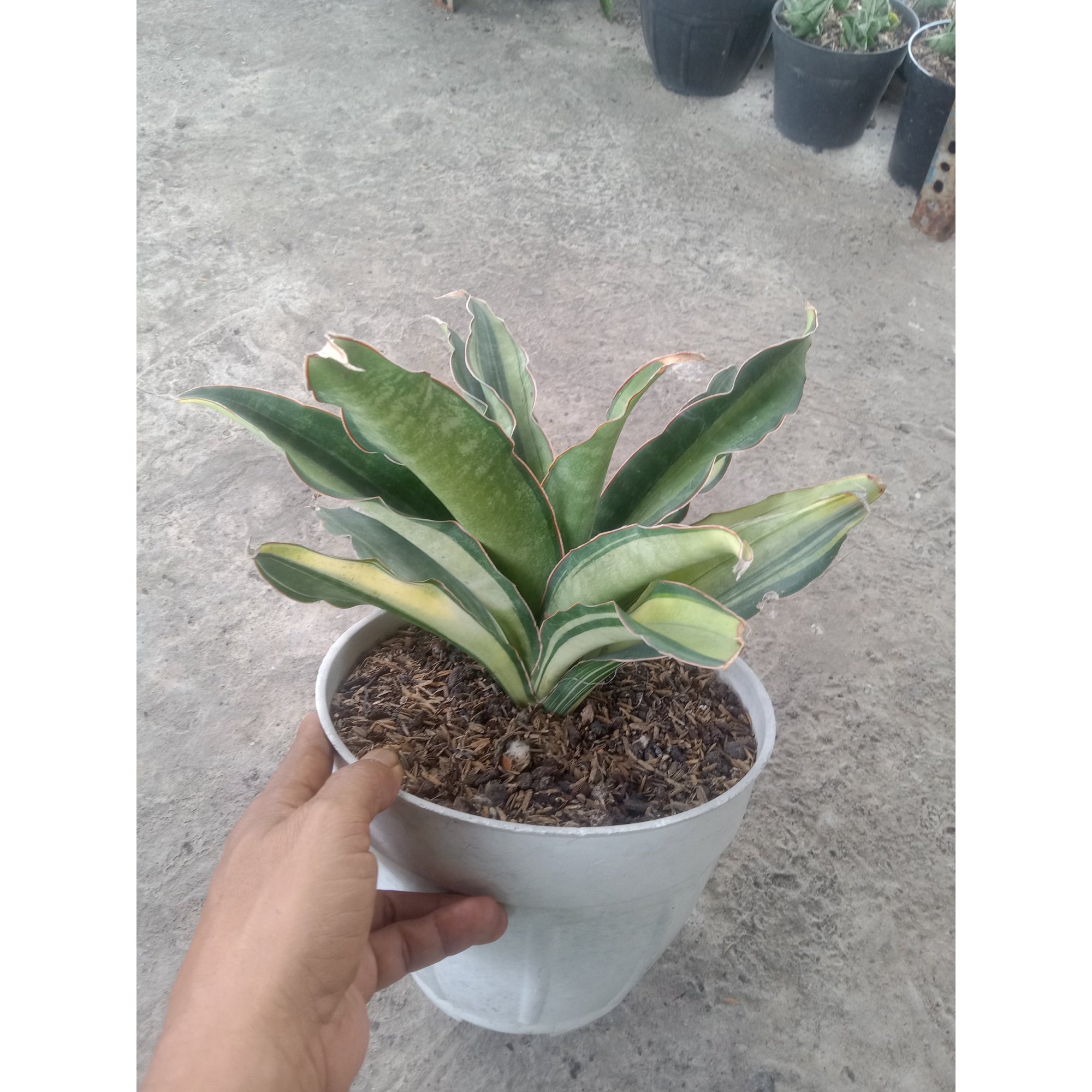 Sansevieria Black Rose Variegated Jumbo Size, real feature image plant. Picture taken directly from kaktus.id community Sansevieria farmer green houses.