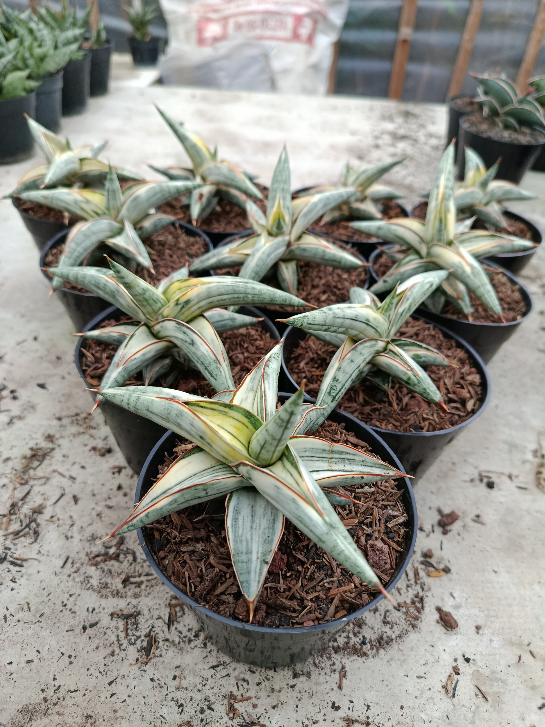 Sansevieria Blue Clone White Variegated size 10 cm, real gallery image #1 plants. Picture taken directly from kaktus.id community Sansevieria farmer green houses.