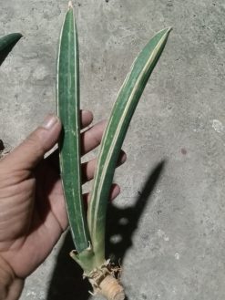 Sansevieria Bluebat varigated