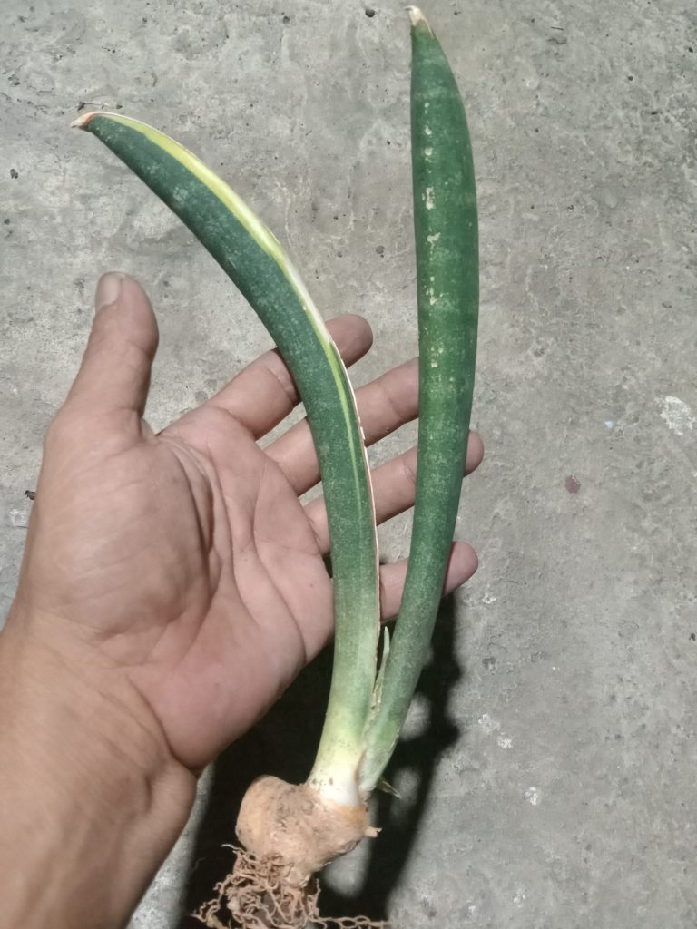 kaktus.id