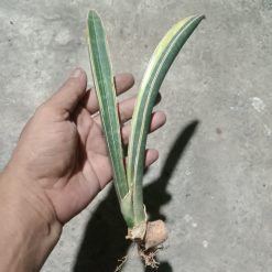 Sansevieria Bluebat varigated
