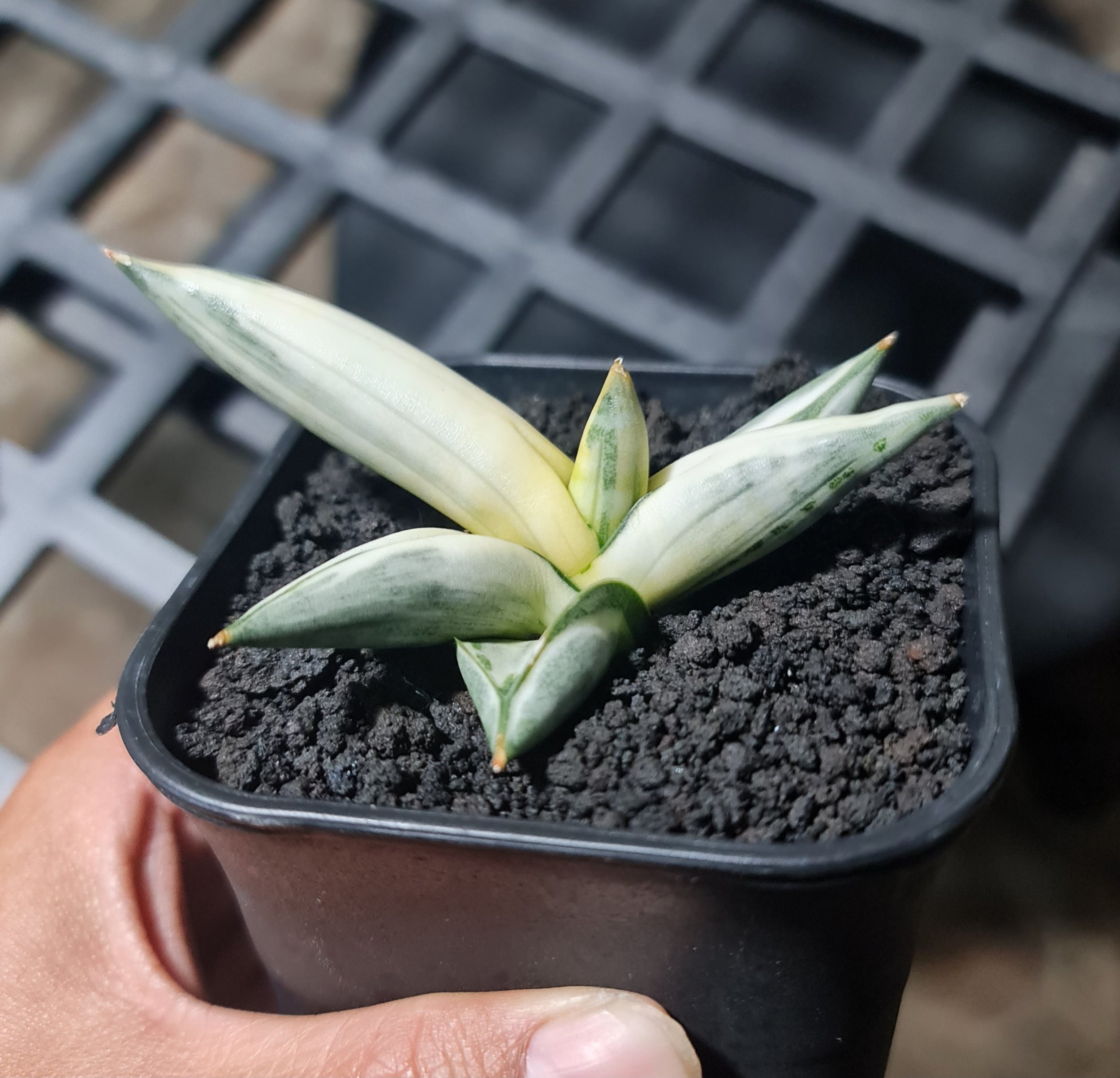 Sansevieria Boncel White Solid Variegated, real gallery image #1 plants. Picture taken directly from kaktus.id community Sansevieria farmer green houses.
