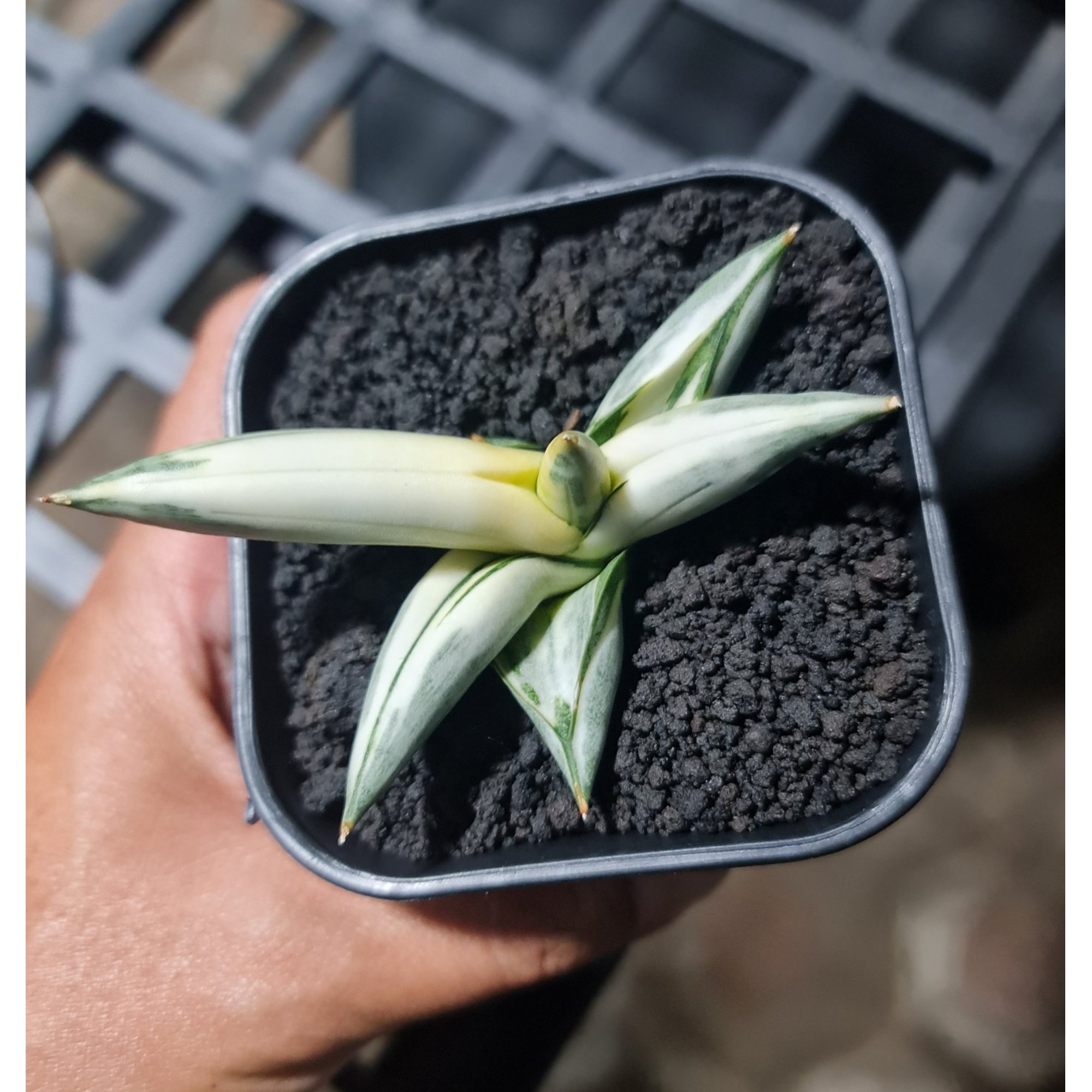 Sansevieria Boncel White Solid Variegated, real feature image plant. Picture taken directly from kaktus.id community Sansevieria farmer green houses.