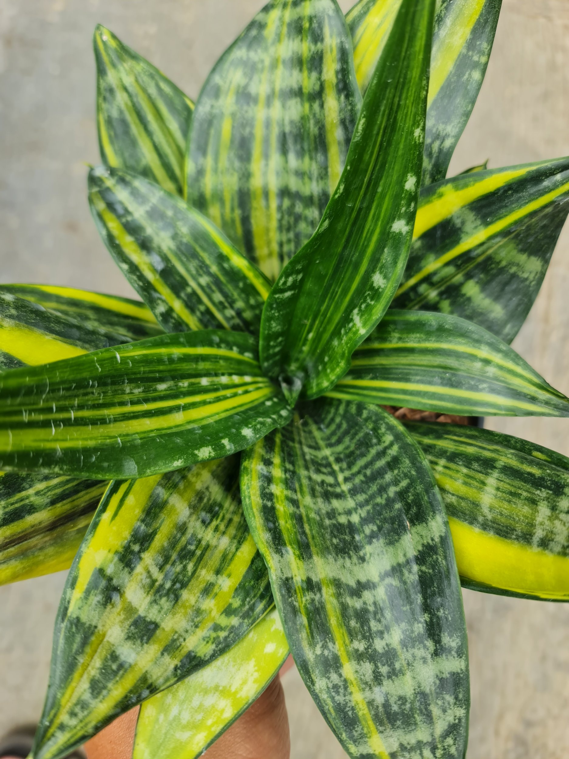 Sansevieria Brazillian Black Striata Variegated, real gallery image #1 plants. Picture taken directly from kaktus.id community Sansevieria farmer green houses.