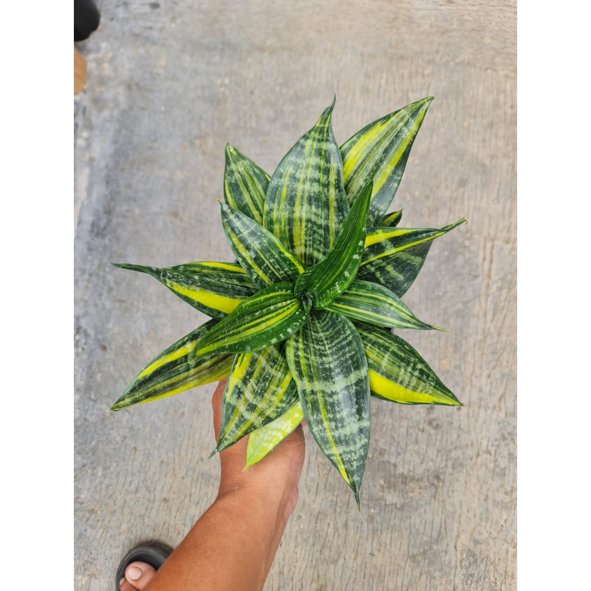 Sansevieria Brazillian Black Striata Variegated, real feature image plant. Picture taken directly from kaktus.id community Sansevieria farmer green houses.