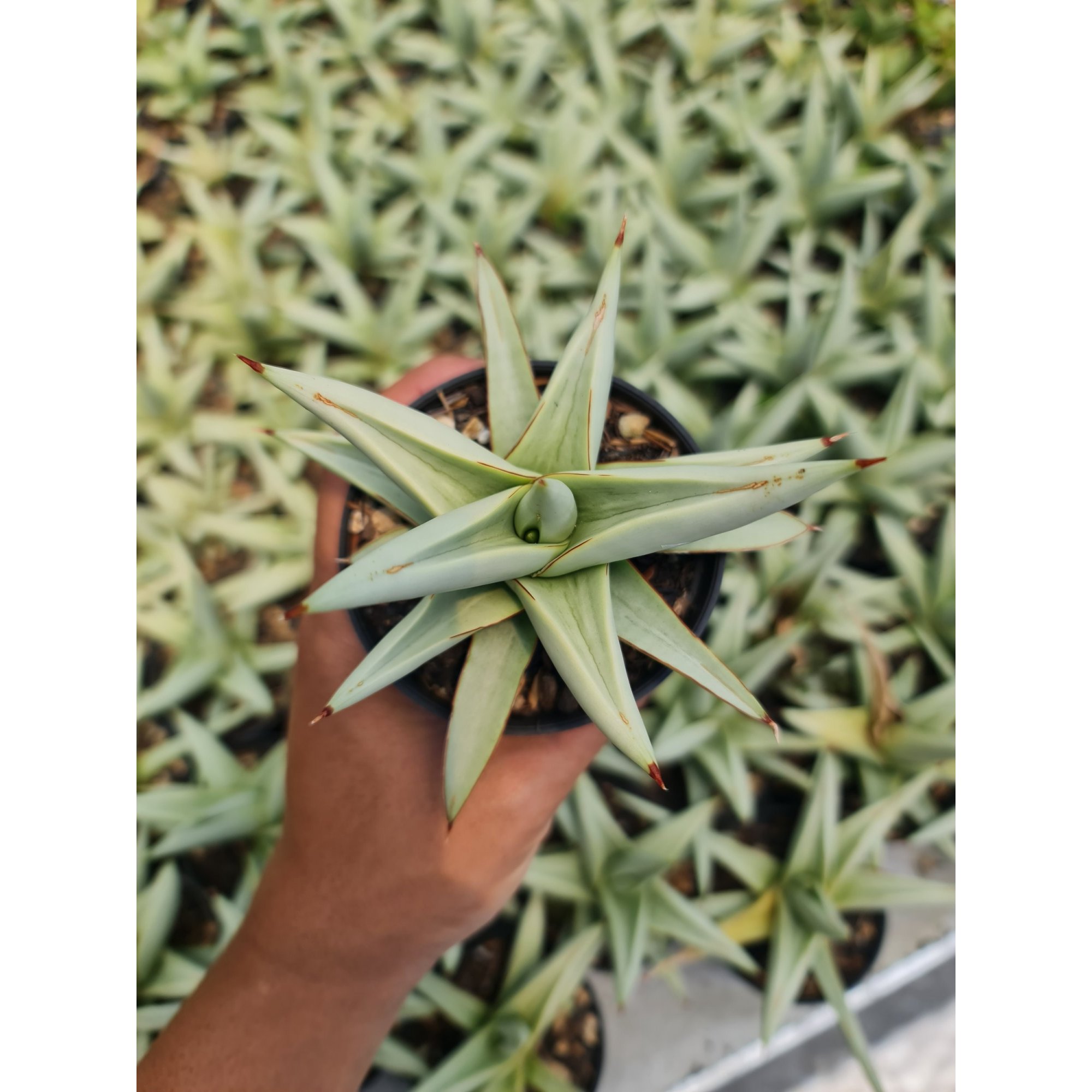 Sansevieria Chanin Thorut Rosettes, real feature image plant. Picture taken directly from kaktus.id community Sansevieria farmer green houses.