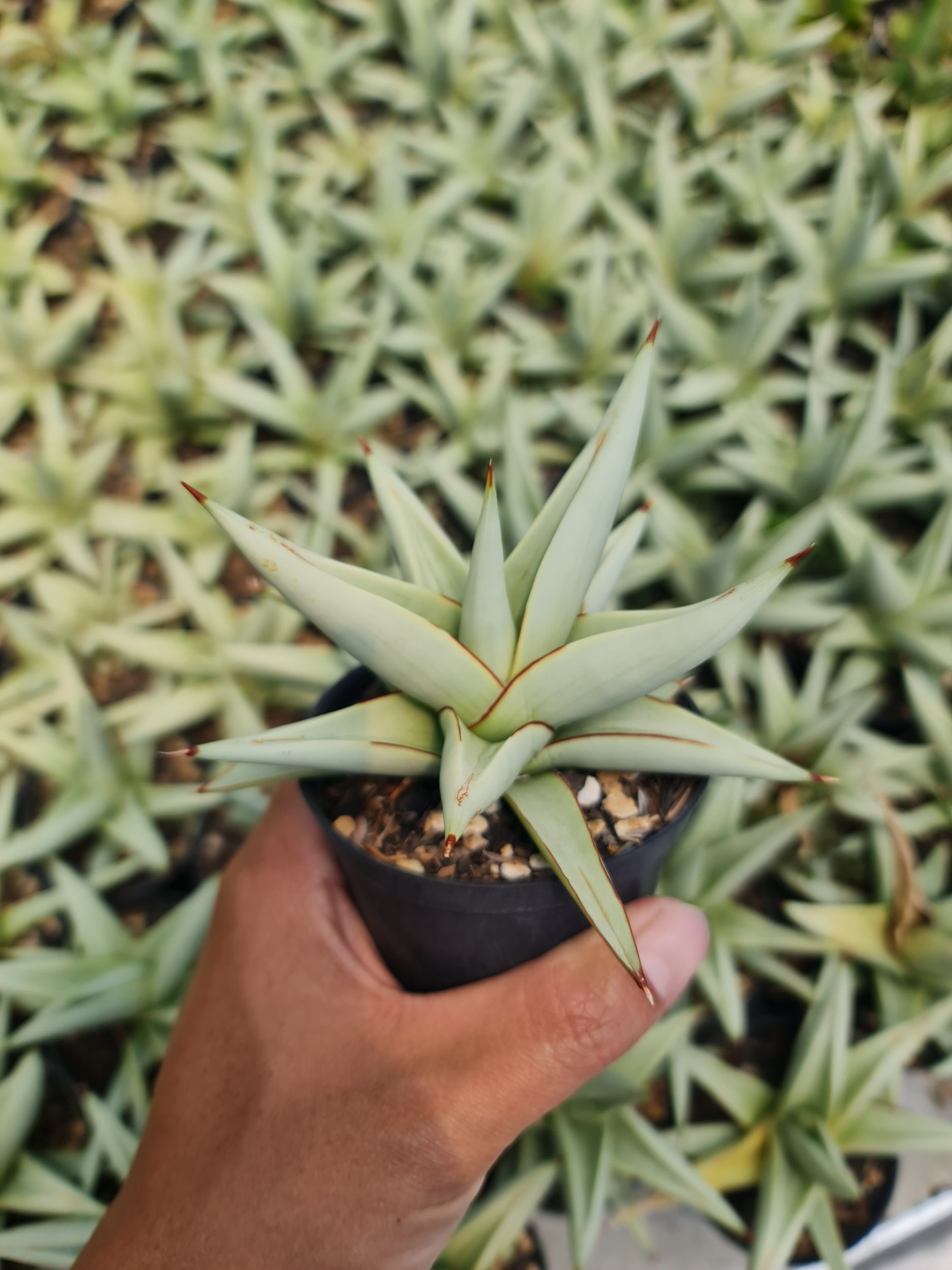Sansevieria Chanin Thorut Rosettes, real gallery image #1 plants. Picture taken directly from kaktus.id community Sansevieria farmer green houses.