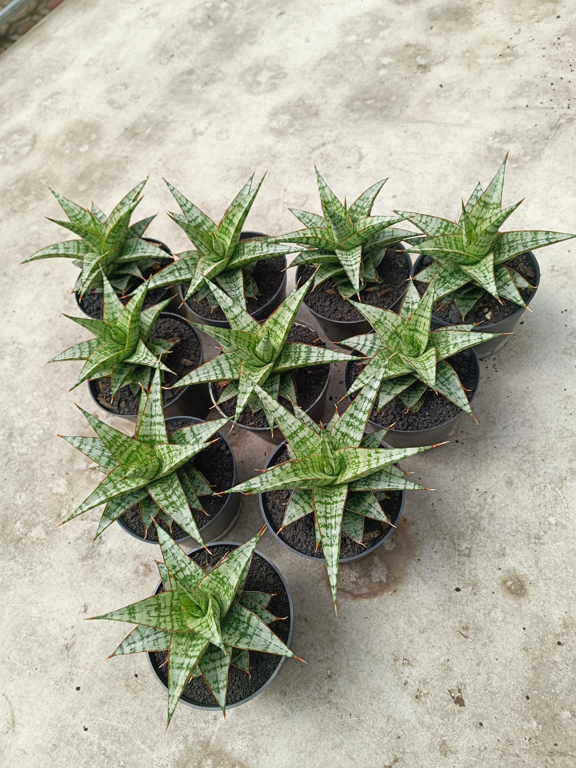 Sansevieria Deasy size 14 cm, real gallery image #1 plants. Picture taken directly from kaktus.id community Sansevieria farmer green houses.