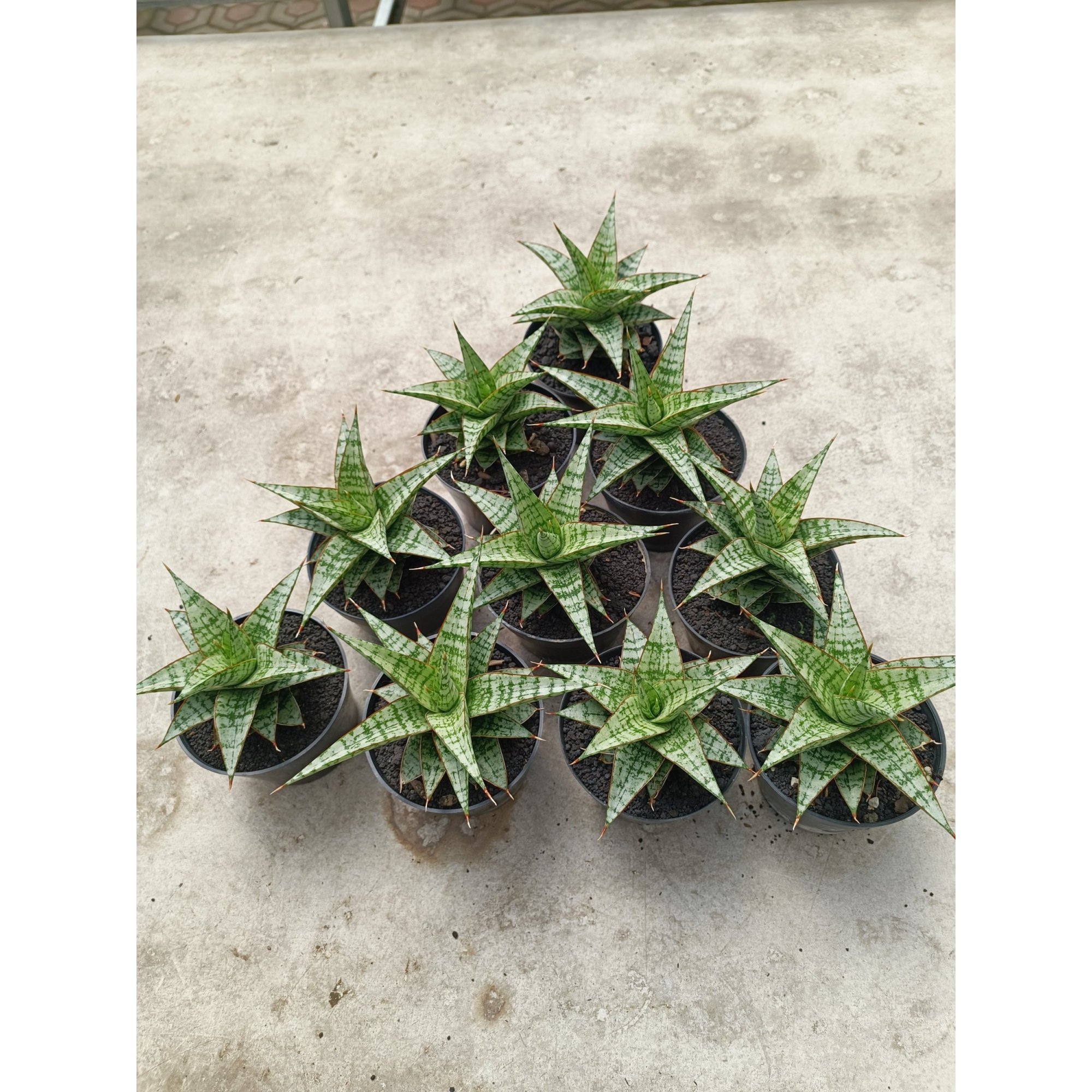 Sansevieria Deasy size 14 cm, real feature image plant. Picture taken directly from kaktus.id community Sansevieria farmer green houses.