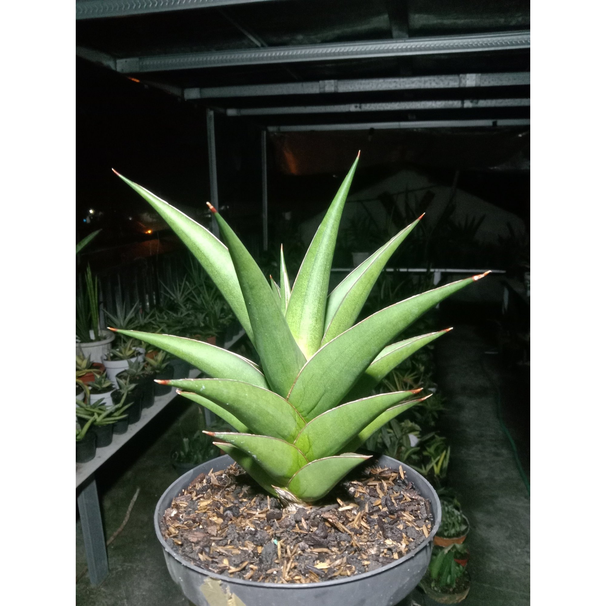 Sansevieria Denjaka Medium Size, real feature image plant. Picture taken directly from kaktus.id community Sansevieria farmer green houses.