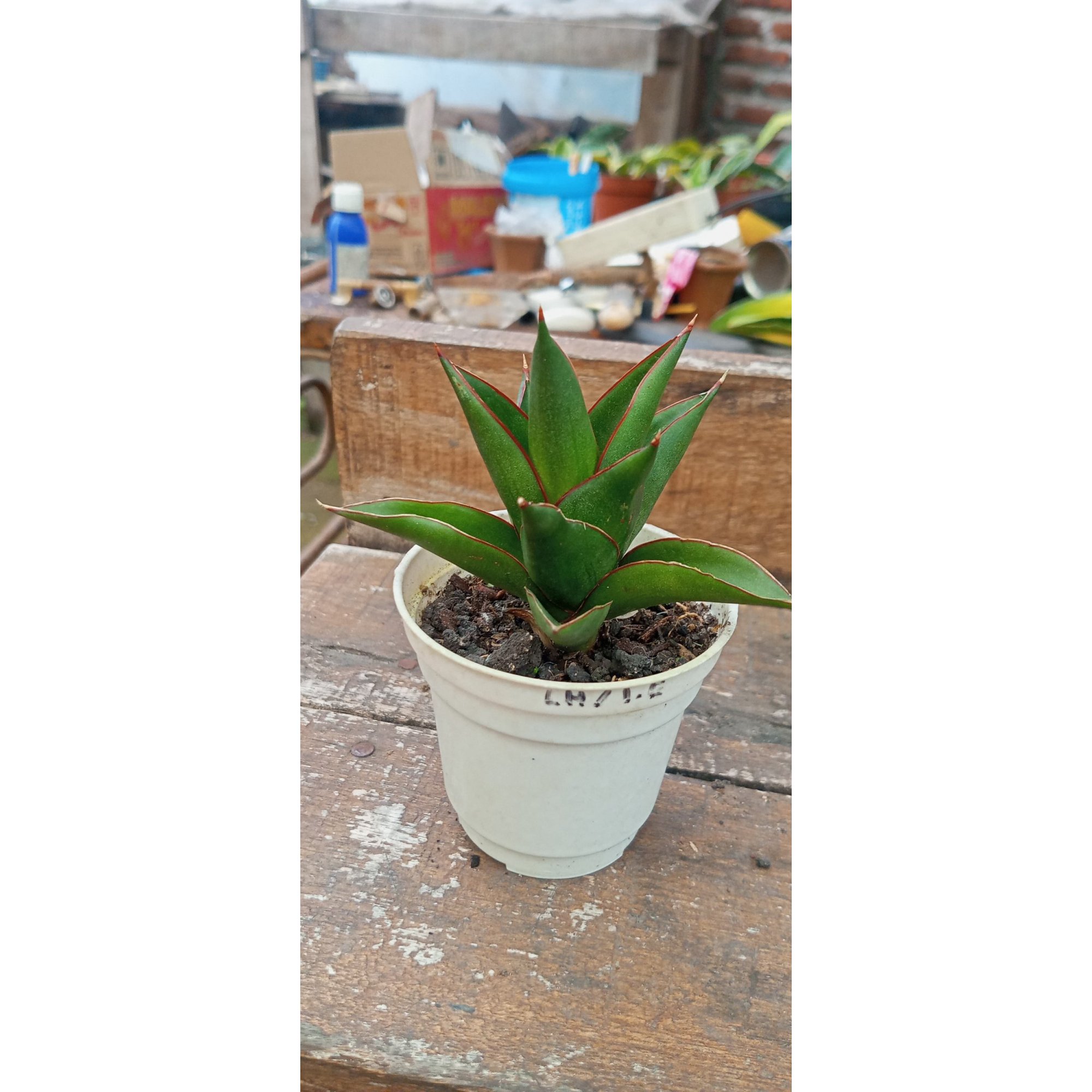 Sansevieria Dragon Claws, real feature image plant. Picture taken directly from kaktus.id community Sansevieria farmer green houses.