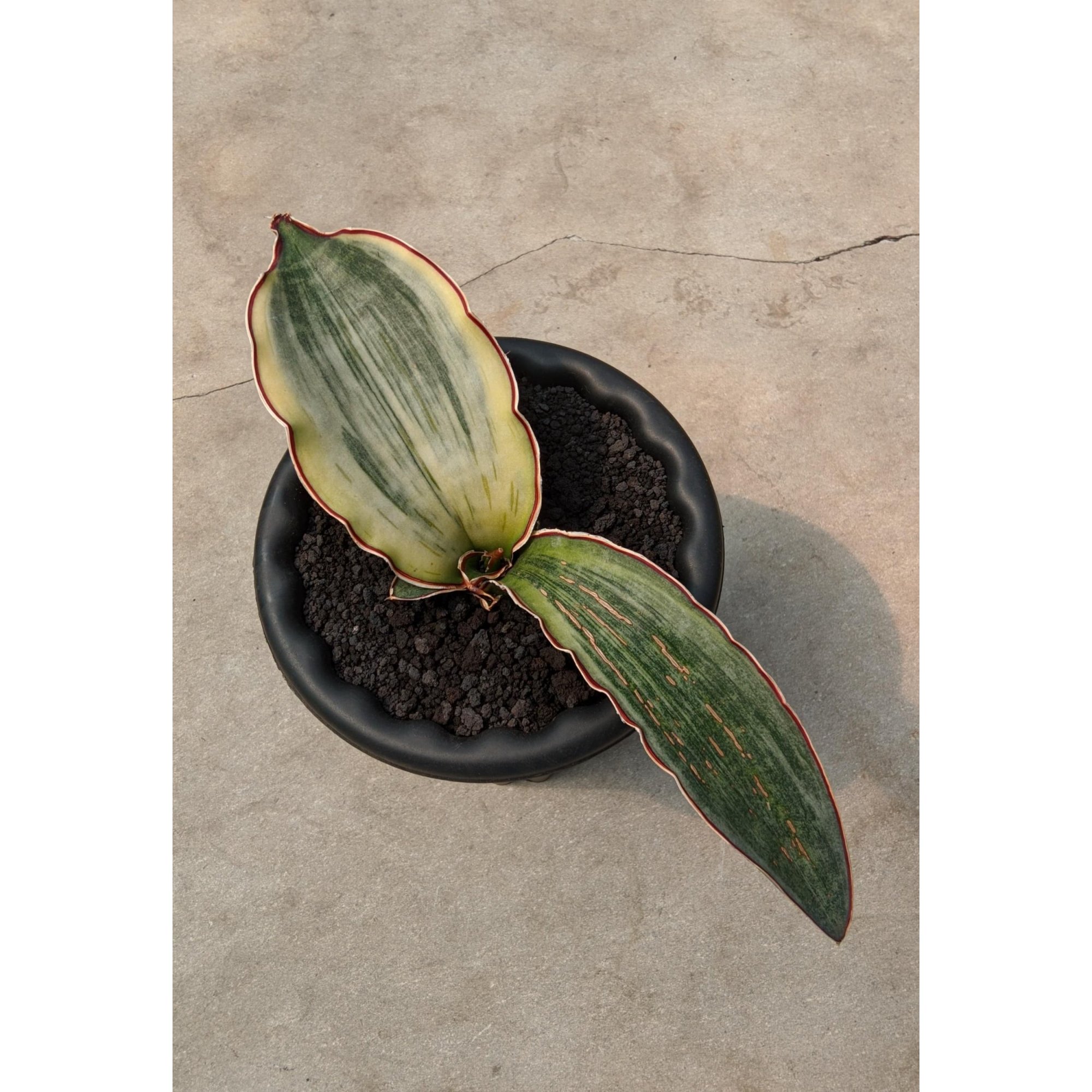 Sansevieria Dragon Km10 White Variegated, real feature image plant. Picture taken directly from kaktus.id community Sansevieria farmer green houses.