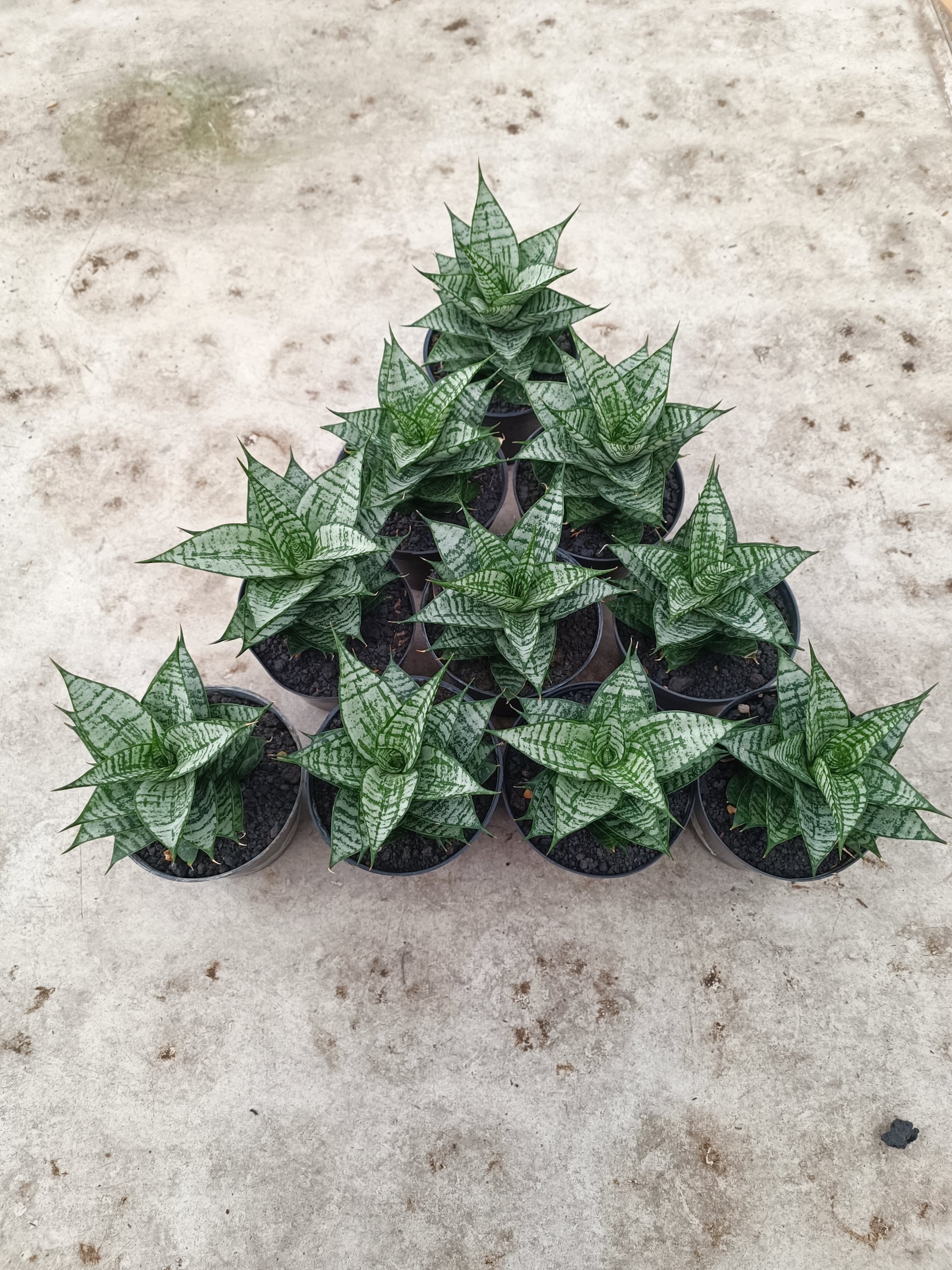Sansevieria Ehrendel size 12 cm, real gallery image #1 plants. Picture taken directly from kaktus.id community Sansevieria farmer green houses.