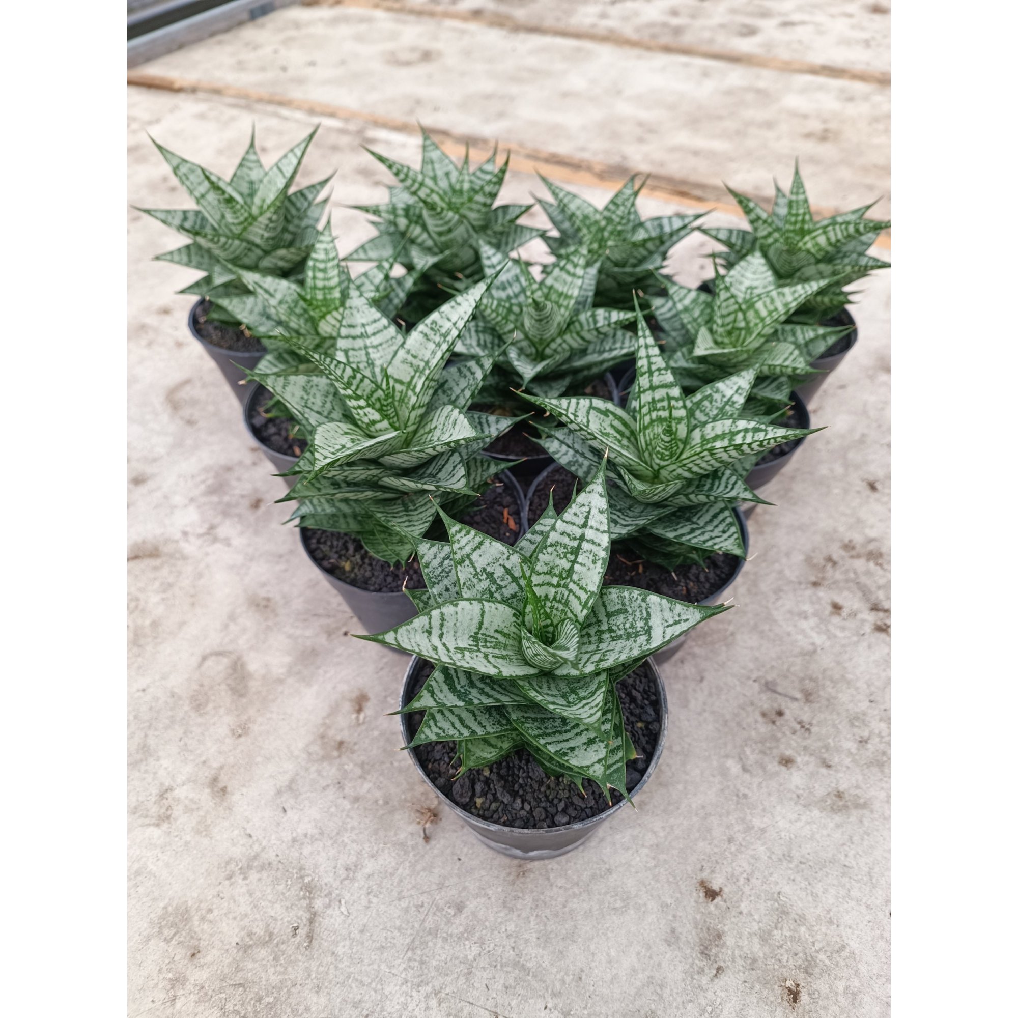Sansevieria Ehrendel size 12 cm, real feature image plant. Picture taken directly from kaktus.id community Sansevieria farmer green houses.