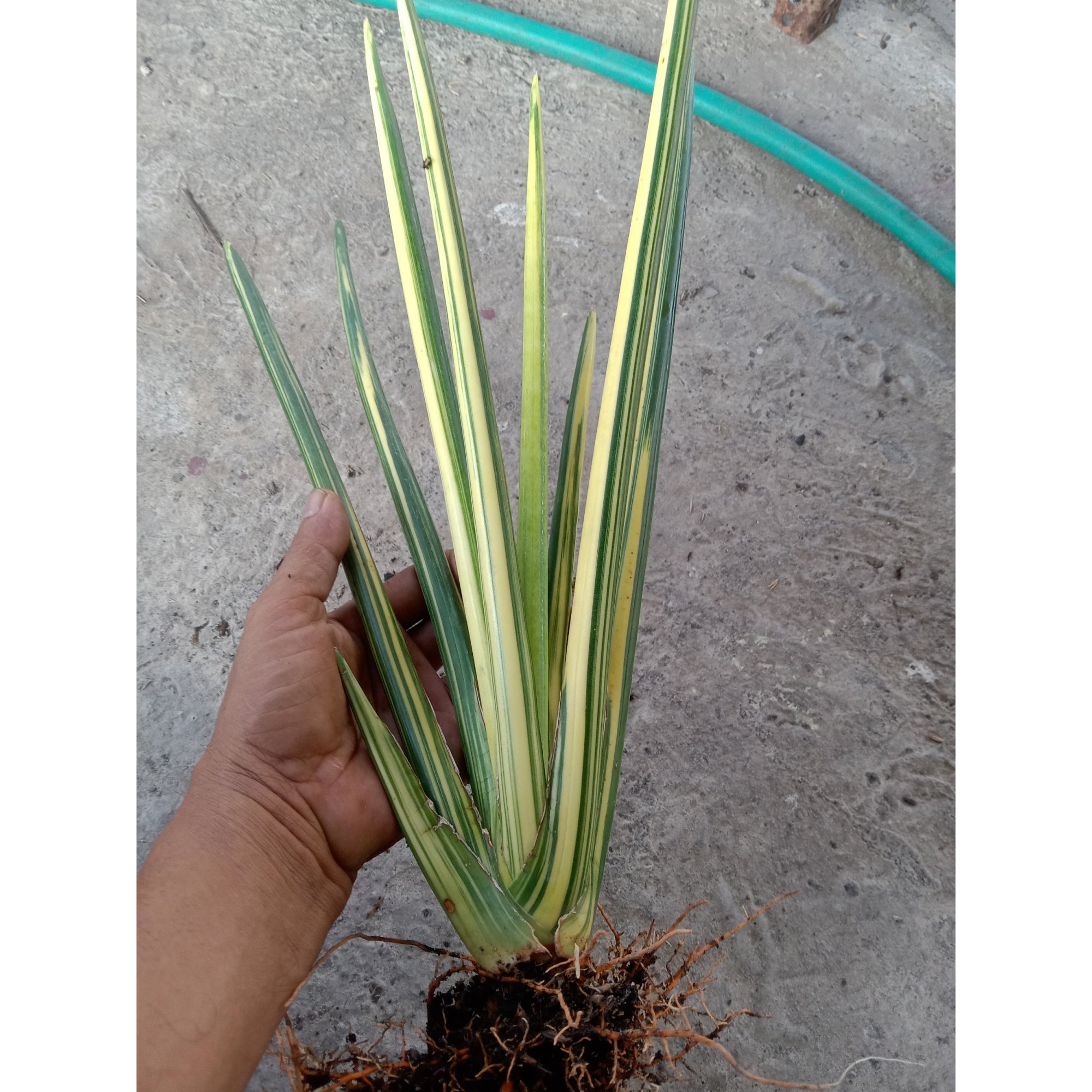 Sansevieria Erythrea/pencil Variegated, real feature image plant. Picture taken directly from kaktus.id community Sansevieria farmer green houses.