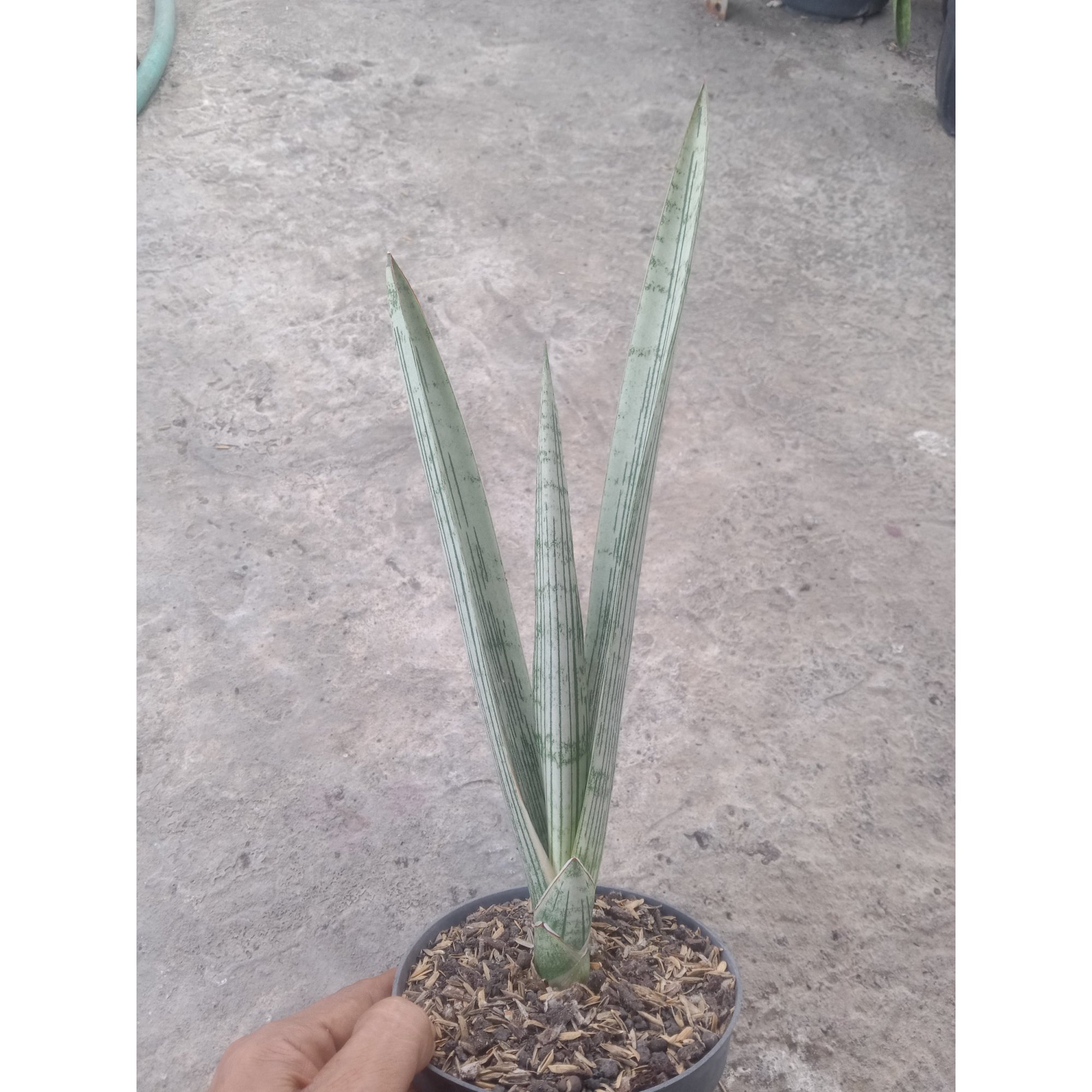 Sansevieria Flava Java, real feature image plant. Picture taken directly from kaktus.id community Sansevieria farmer green houses.