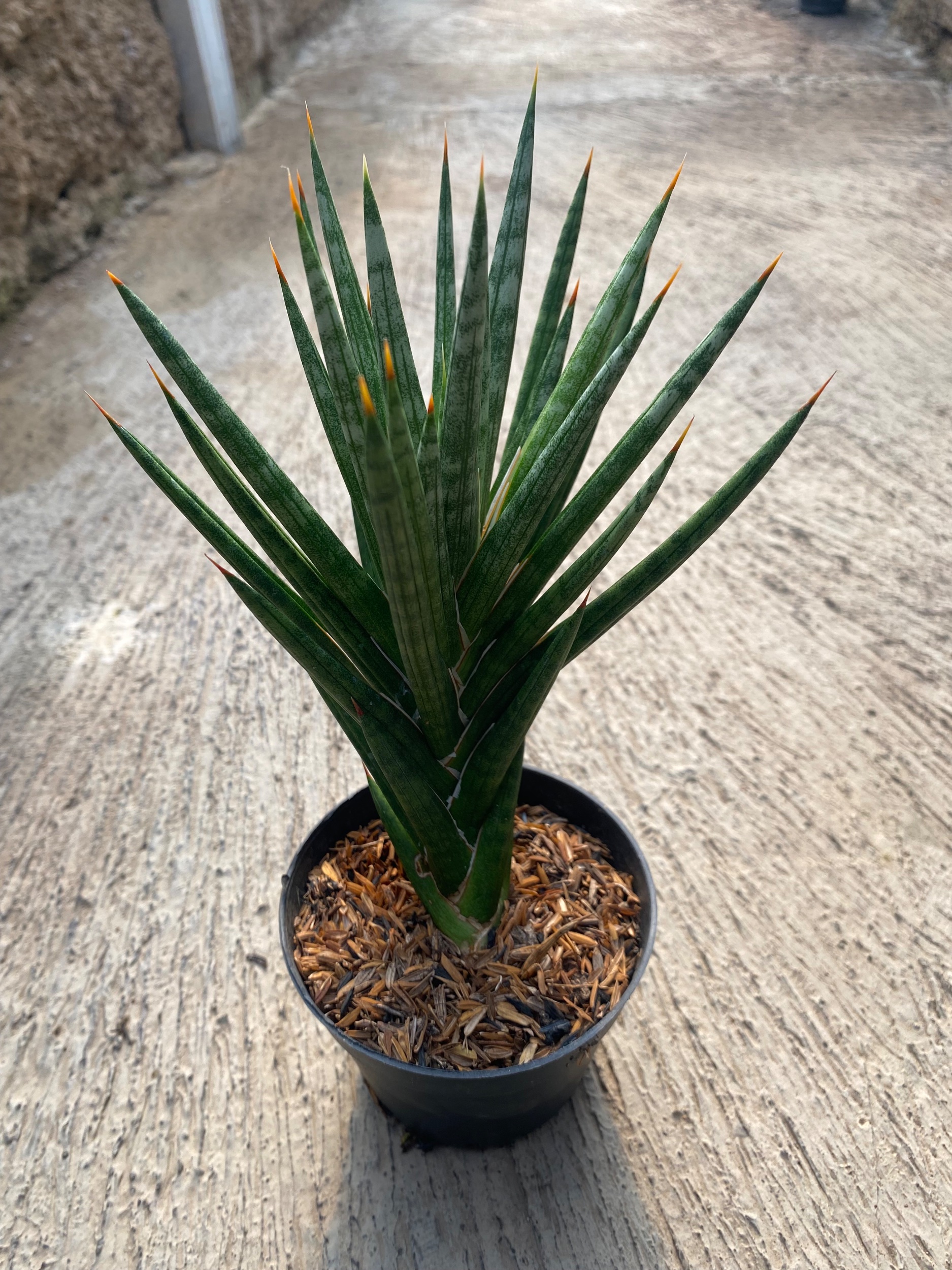 Sansevieria Francisii Gracilis size 15 cm, real gallery image #1 plants. Picture taken directly from kaktus.id community Sansevieria farmer green houses.