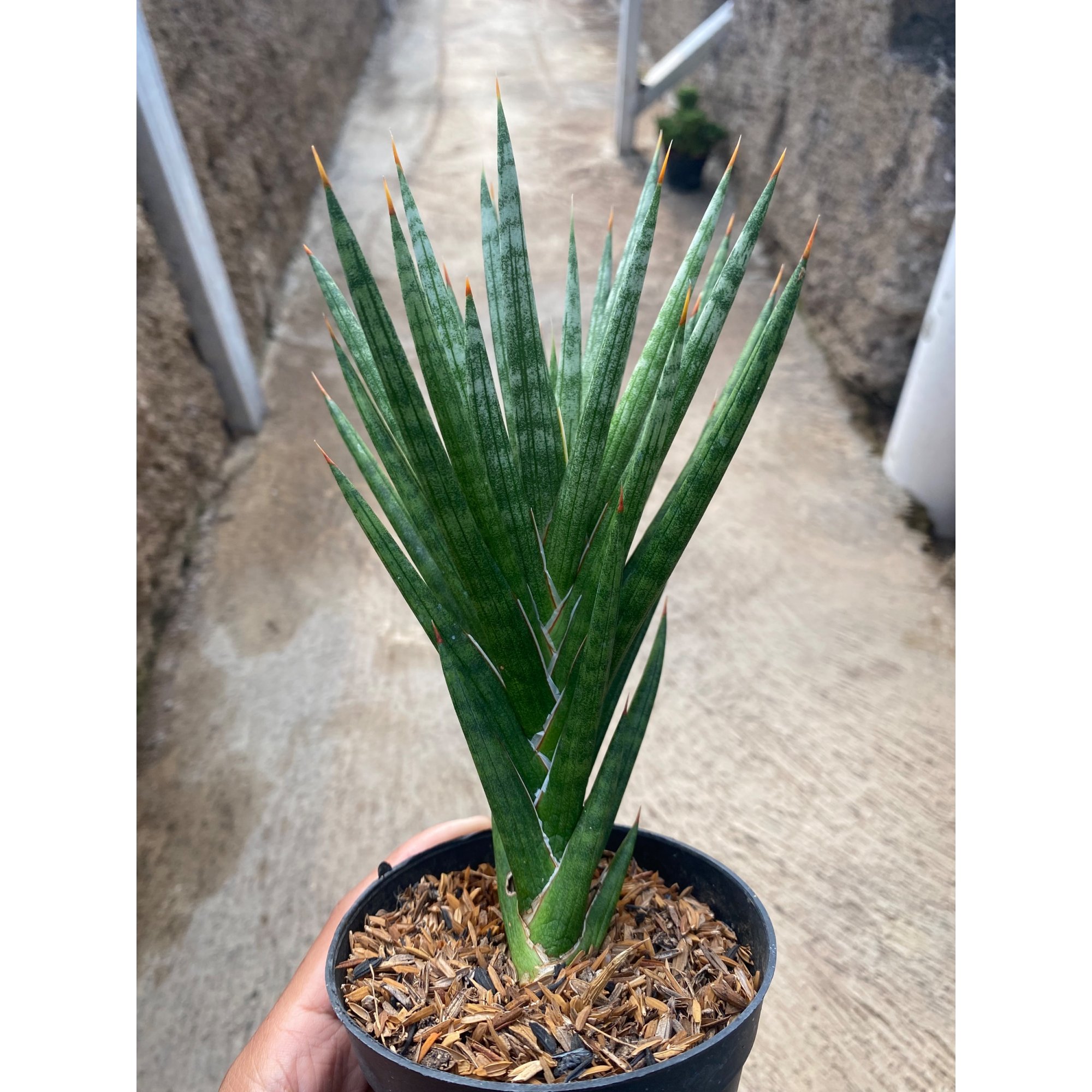 sansevieria zeylanica compacta Snake Plant-Sansevieria 'Zeylanica' main image 1
