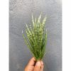 Sansevieria Francisii Gracilis size 15 cm